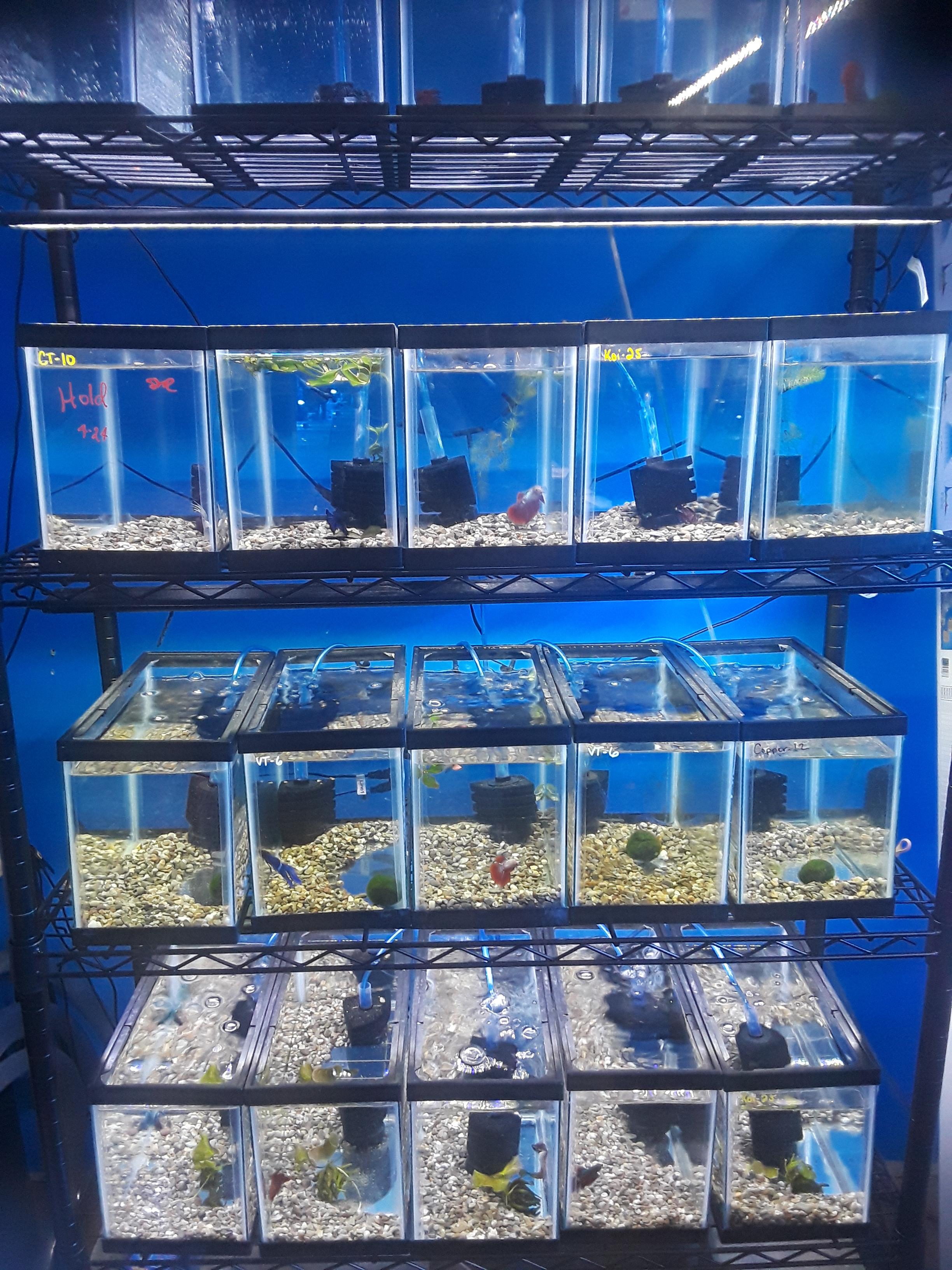 Shoutout to my LFS who puts their bettas in tanks with gravel, plants