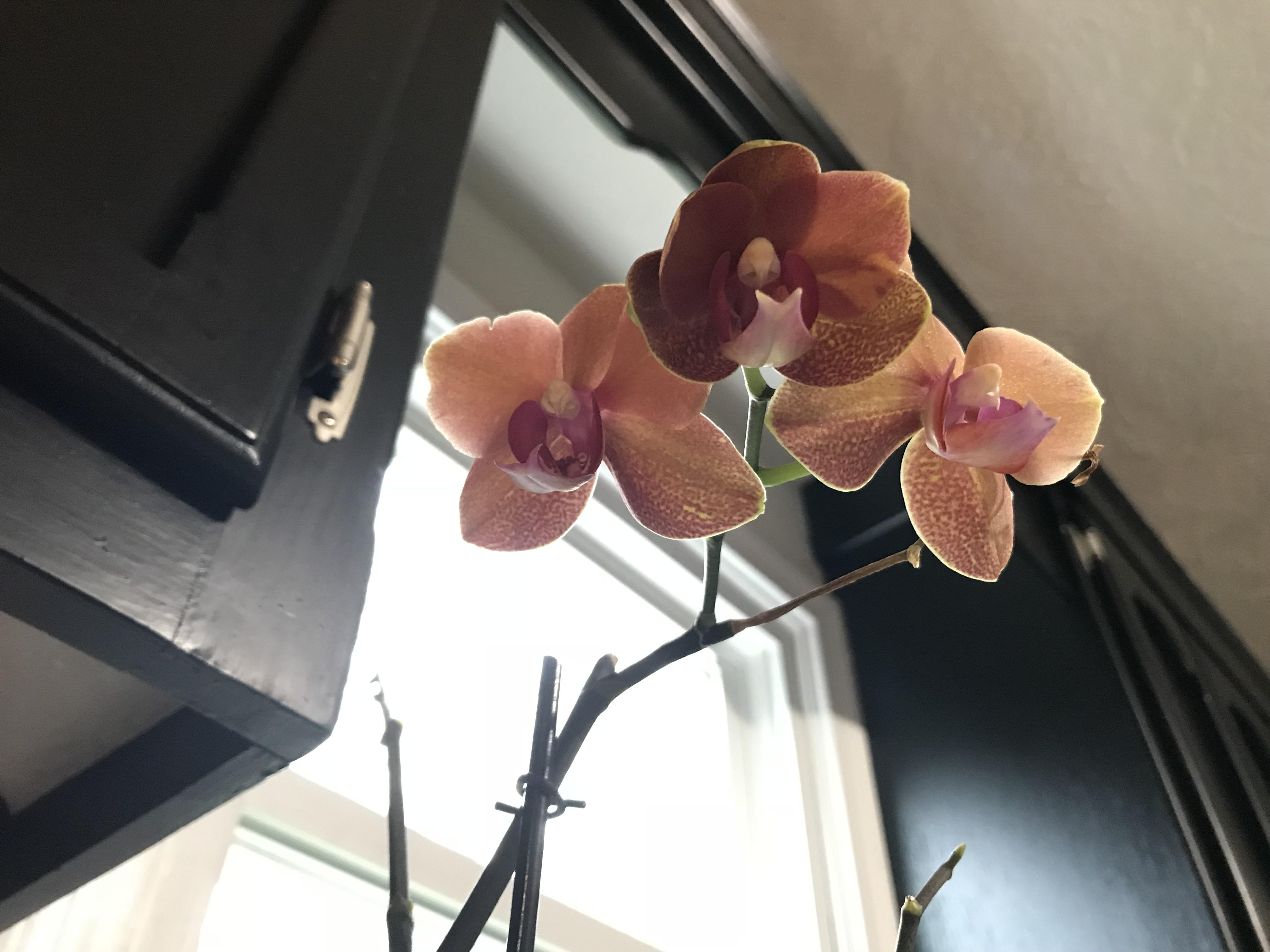 First time I’ve ever kept an orchid alive long enough for it to rebloom