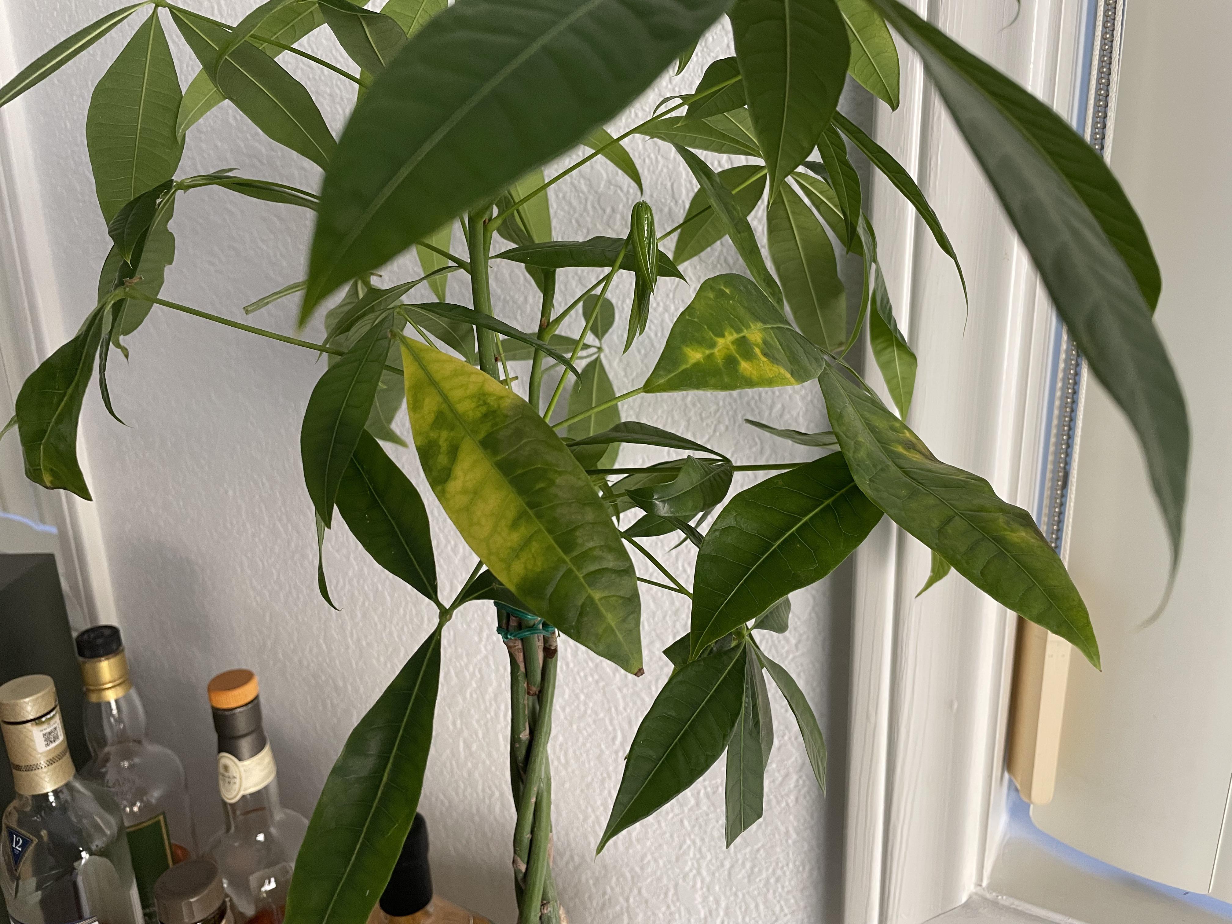 Why are my money tree plant leaves turning splotchy yellow? ( r