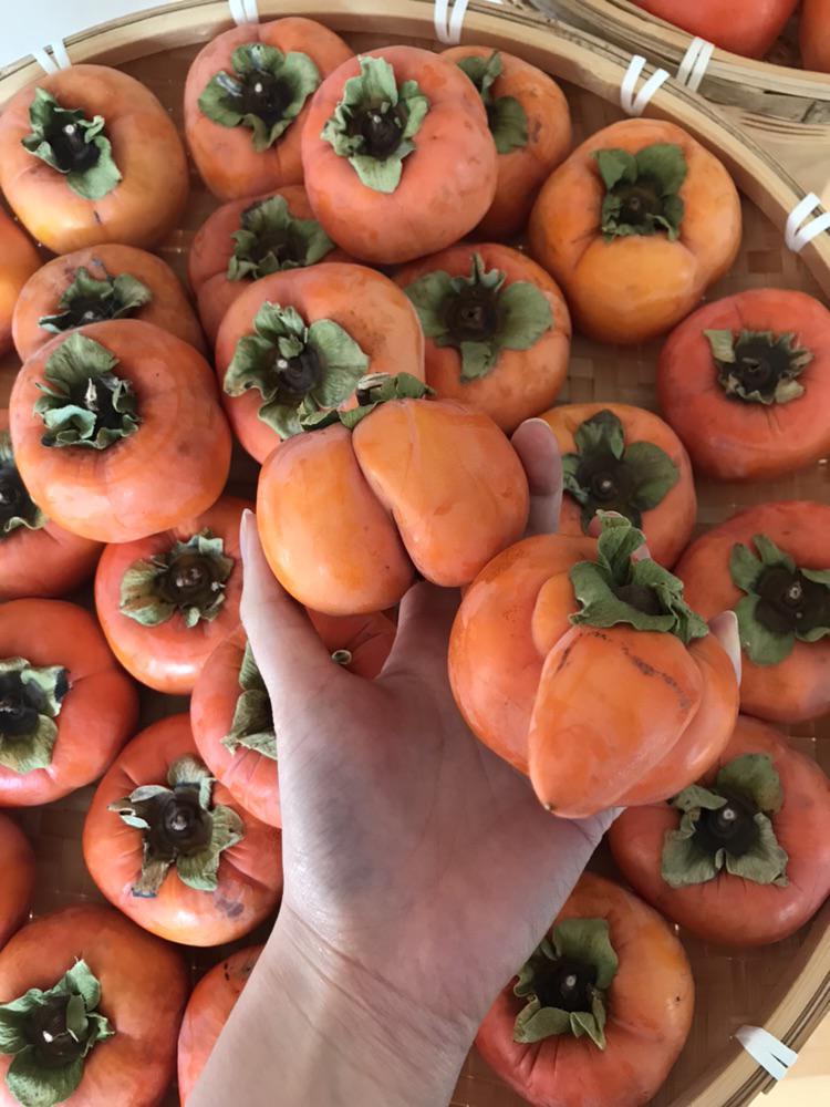 Our backyard persimmon tree grew hundreds of persimmons but these two