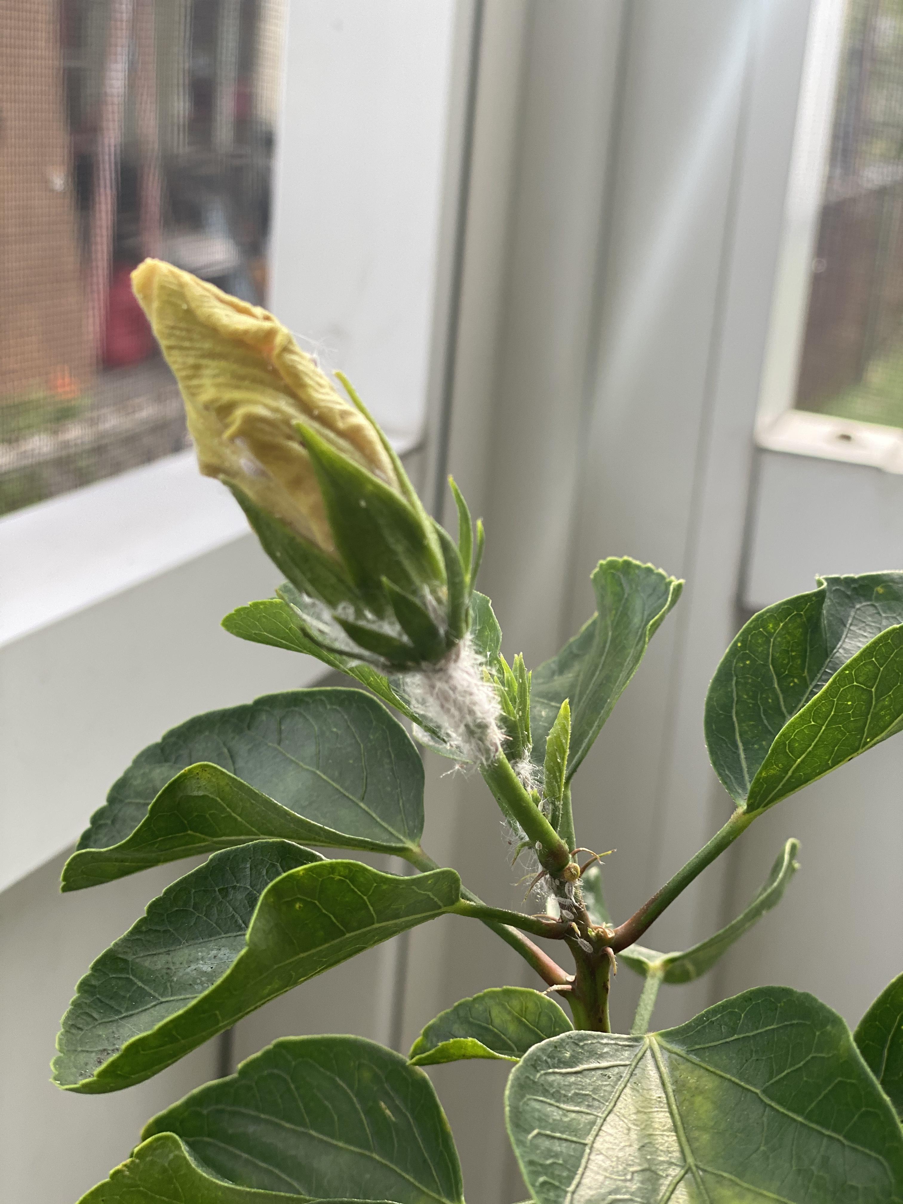 Should I be concerned about ants on my hibiscus? r/plantclinic
