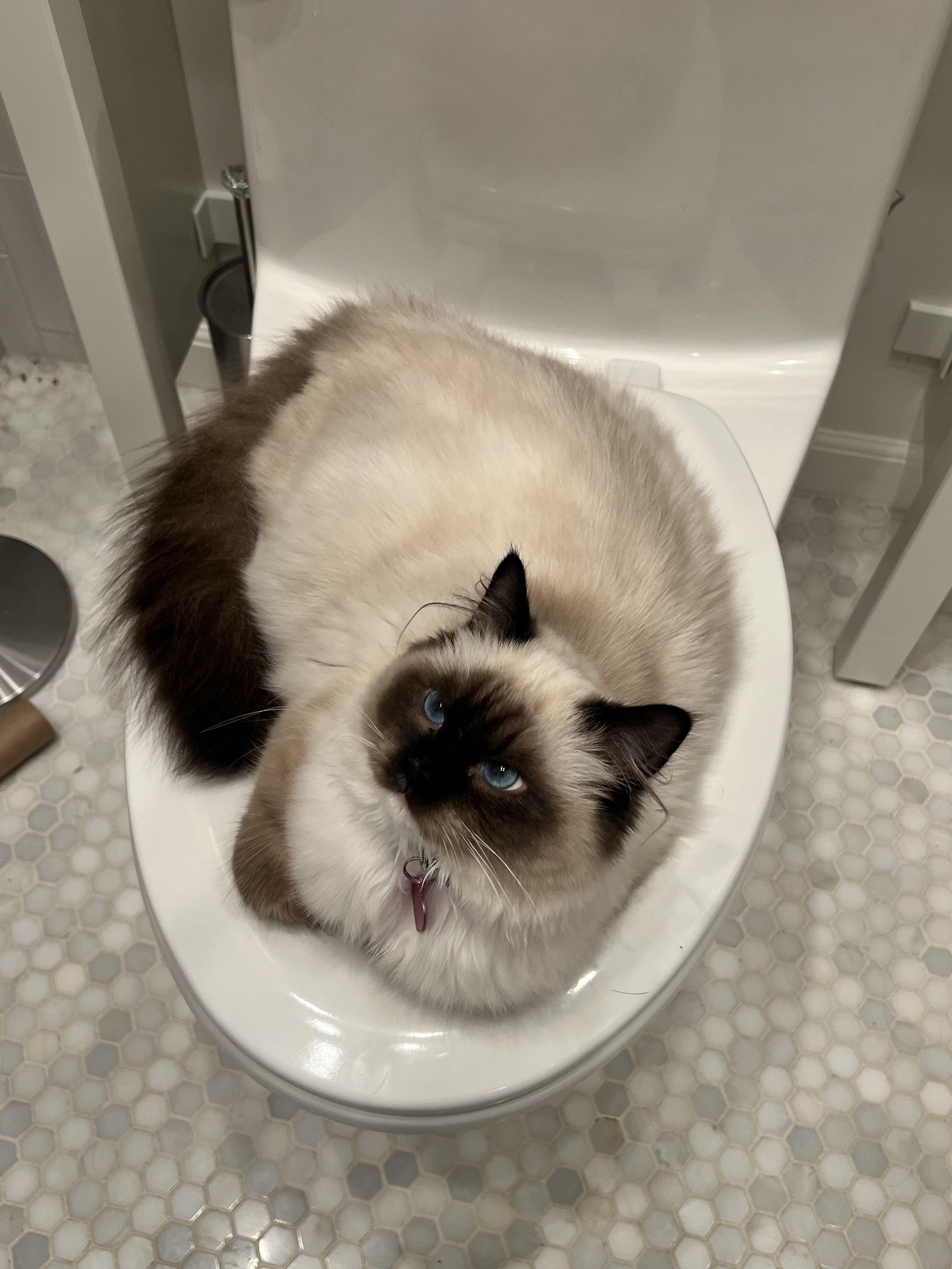 2707 best r/ragdolls images on Pholder Our boy had to get shaved due