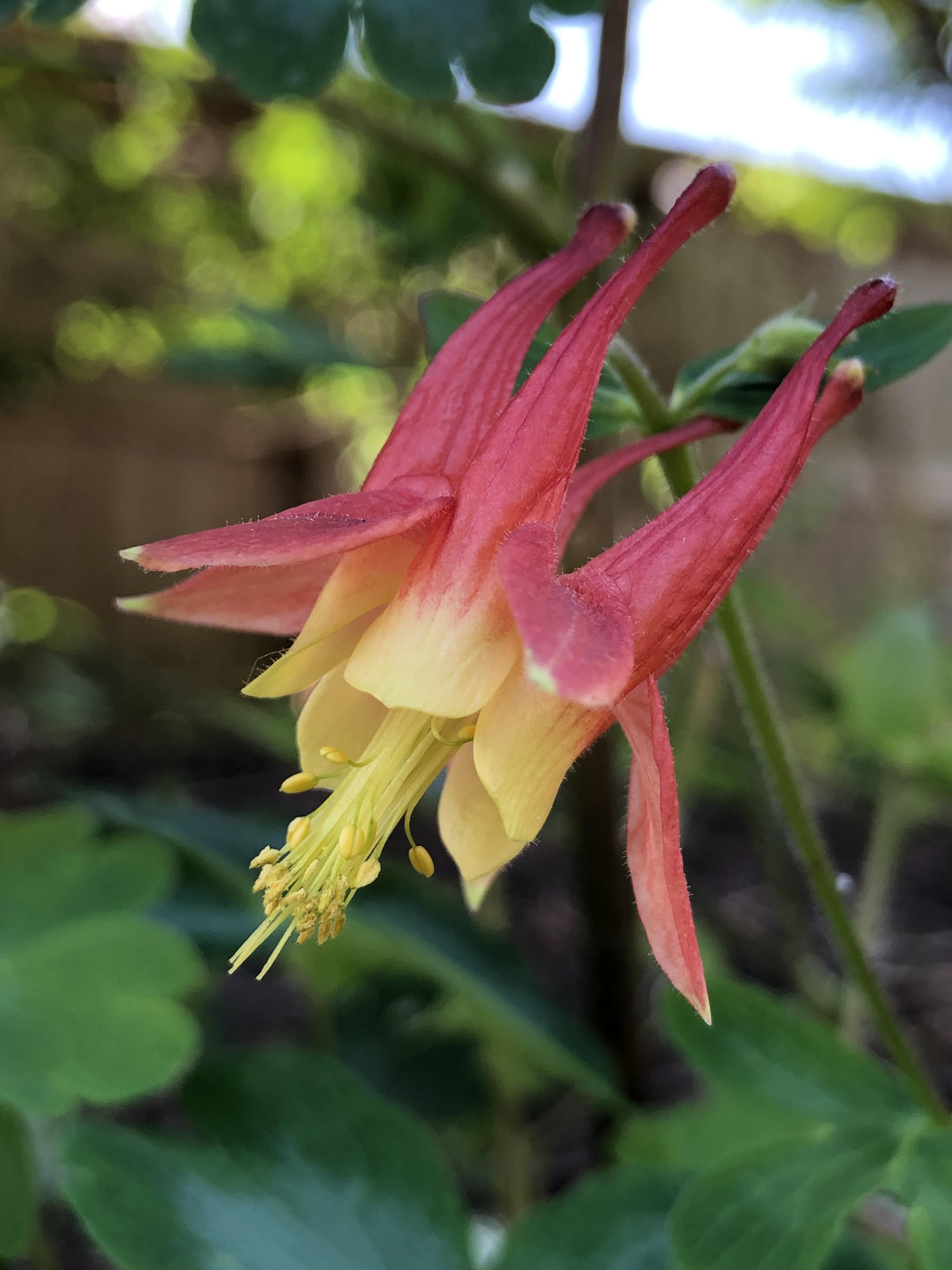 Wild red columbines my favourite Ontario spring flower! r