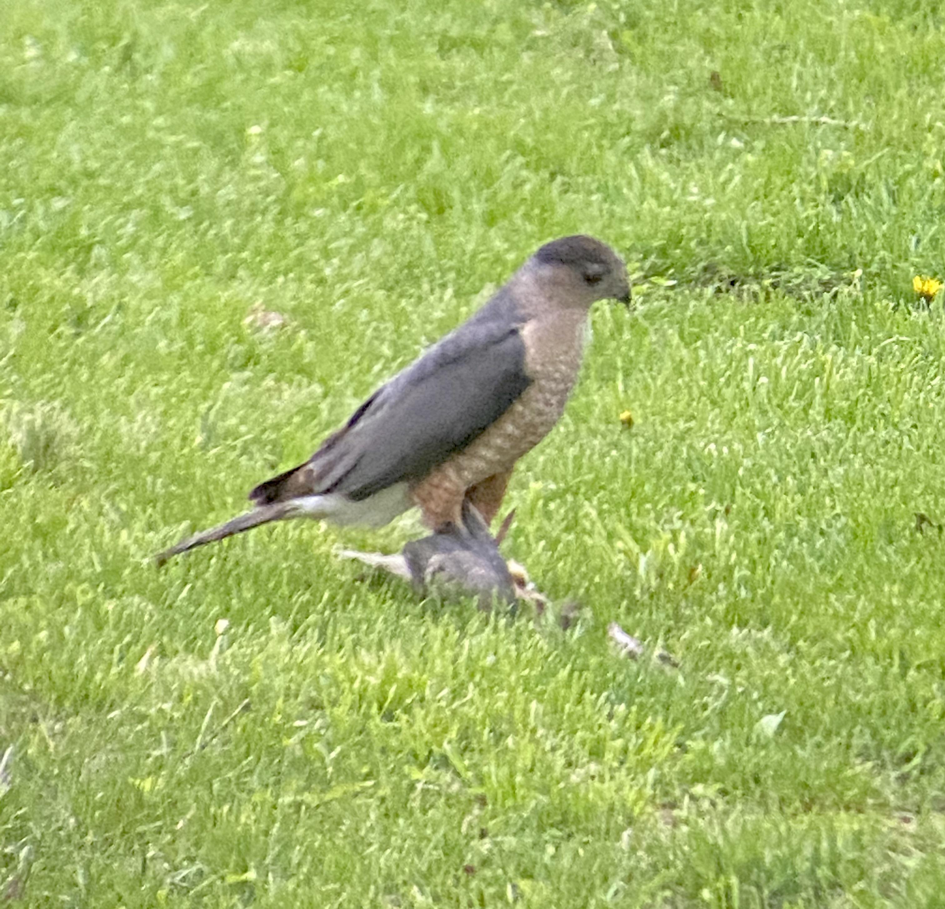 Sharpshinned hawk? About the size of an American Crow. Eating a
