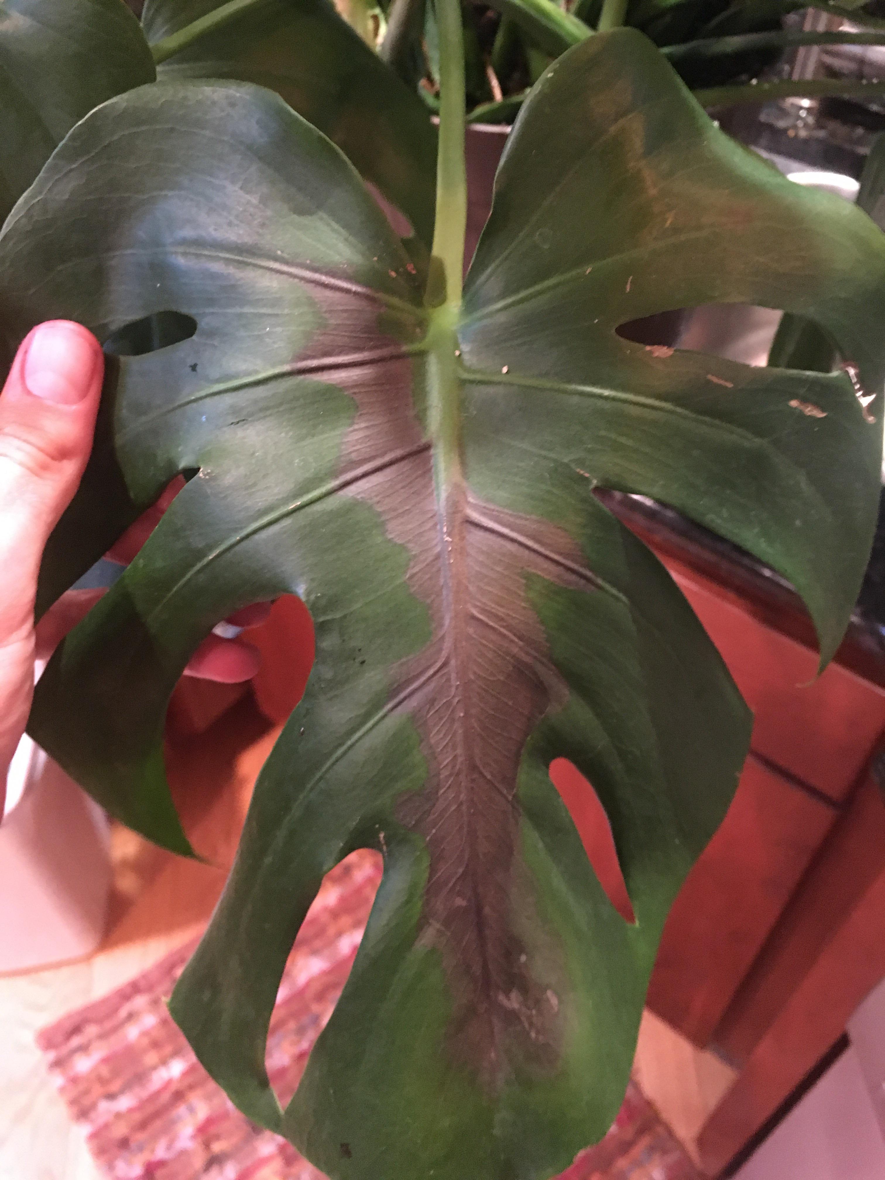 Monstera has some leaves that are turning black. Is this due to too