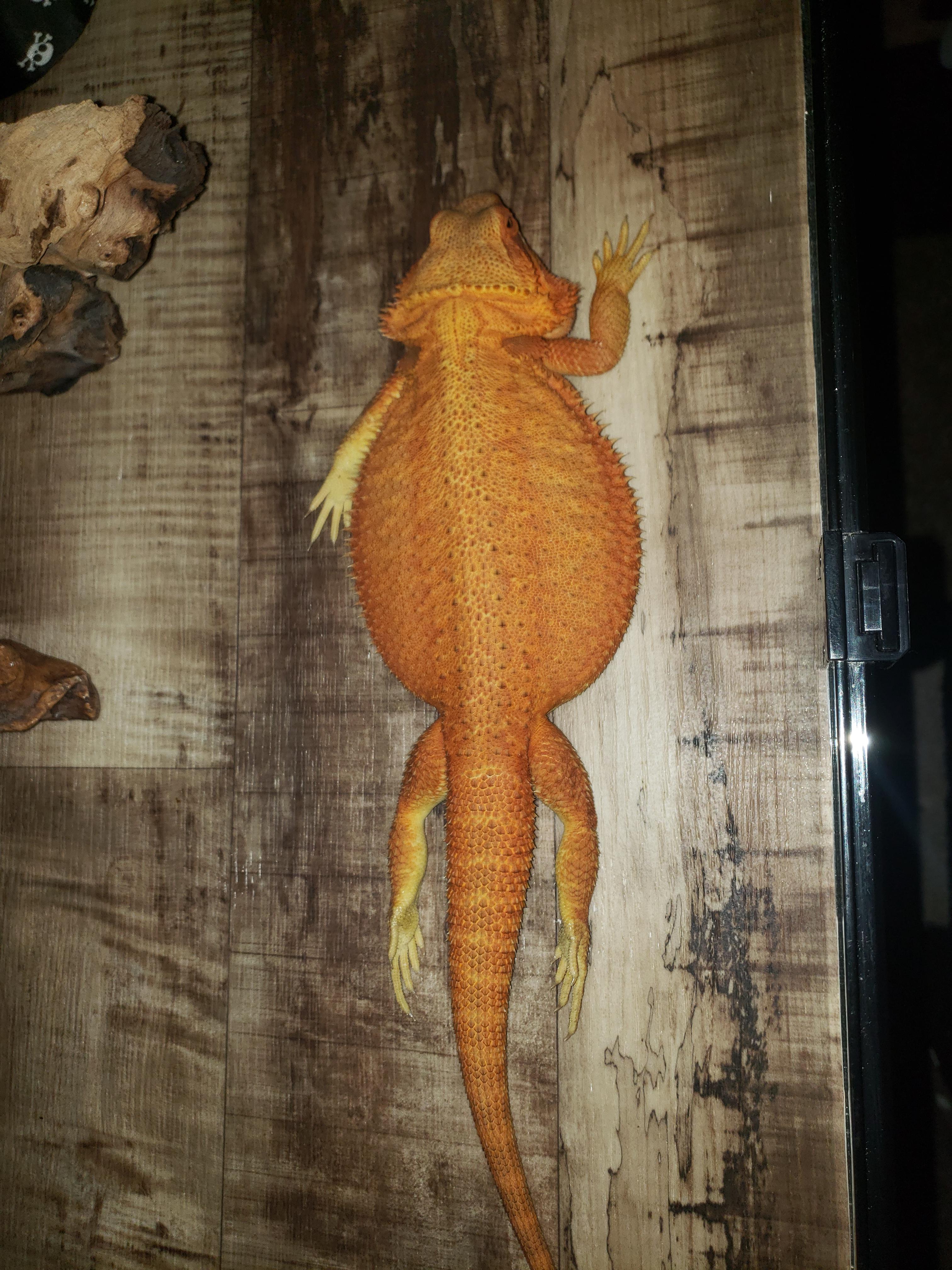 Bearded dragons sleeping pancakes
