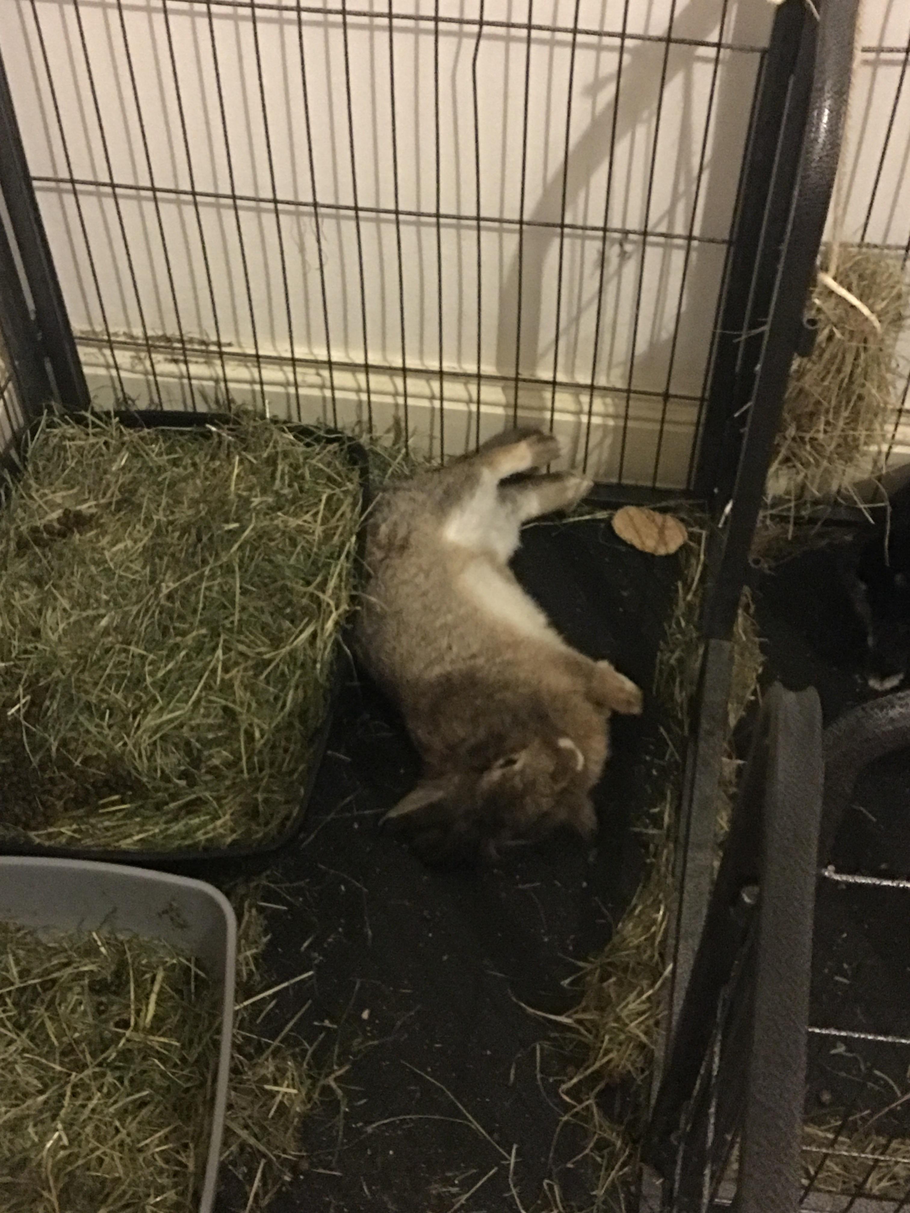 dumb rabbit gave us a fright but at least he looks comfy r/Rabbits
