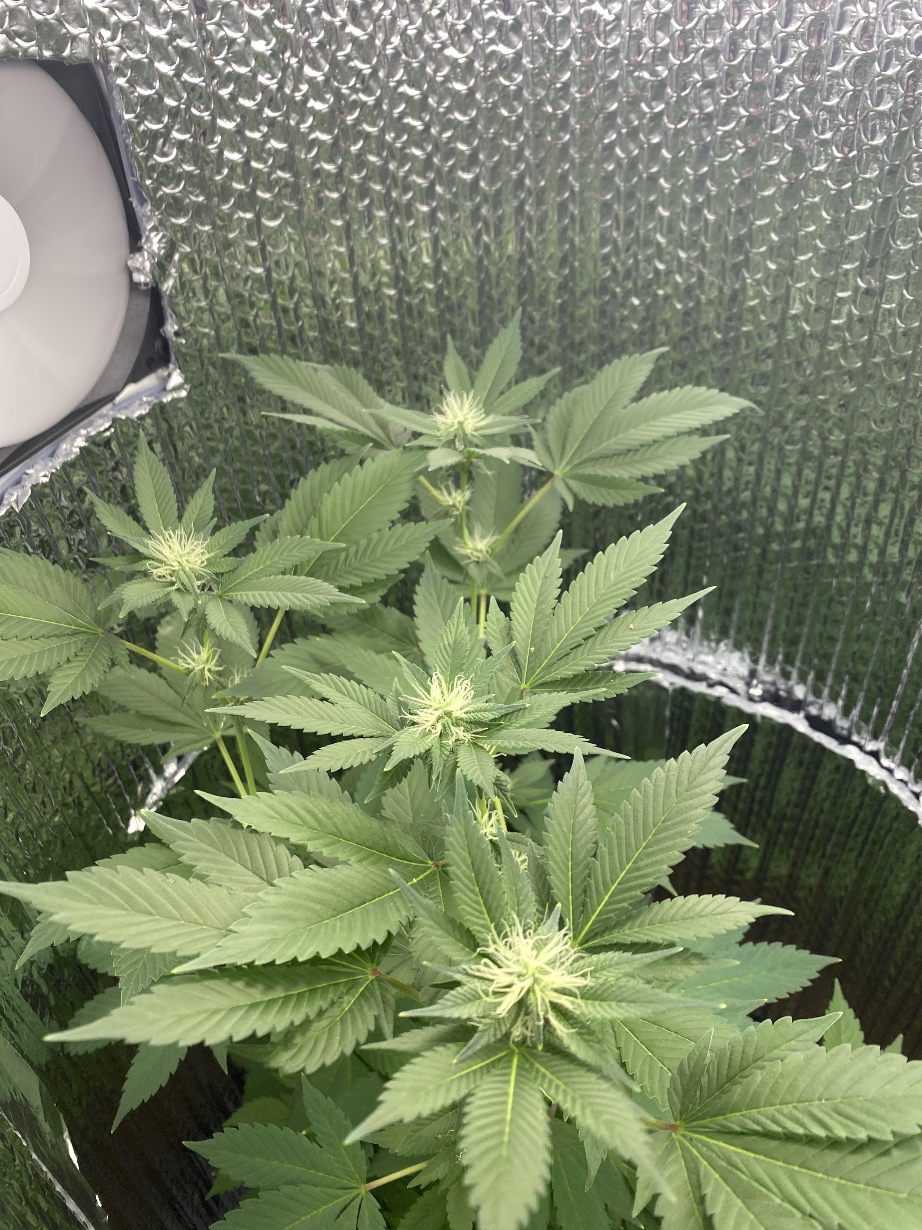 Part 2 of my first space bucket. 26 watt sunblaster, buds are super