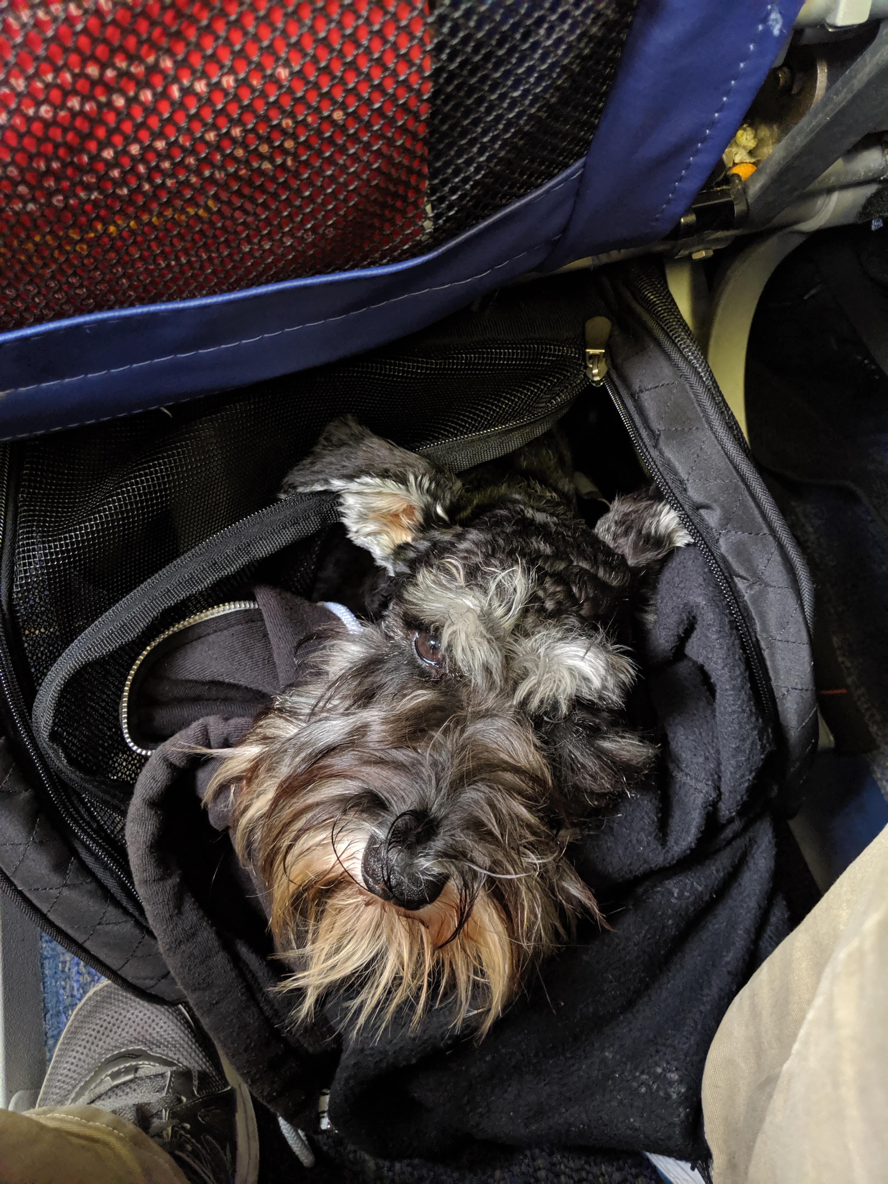 Cutest carry on luggage ever!although I did feel bad about