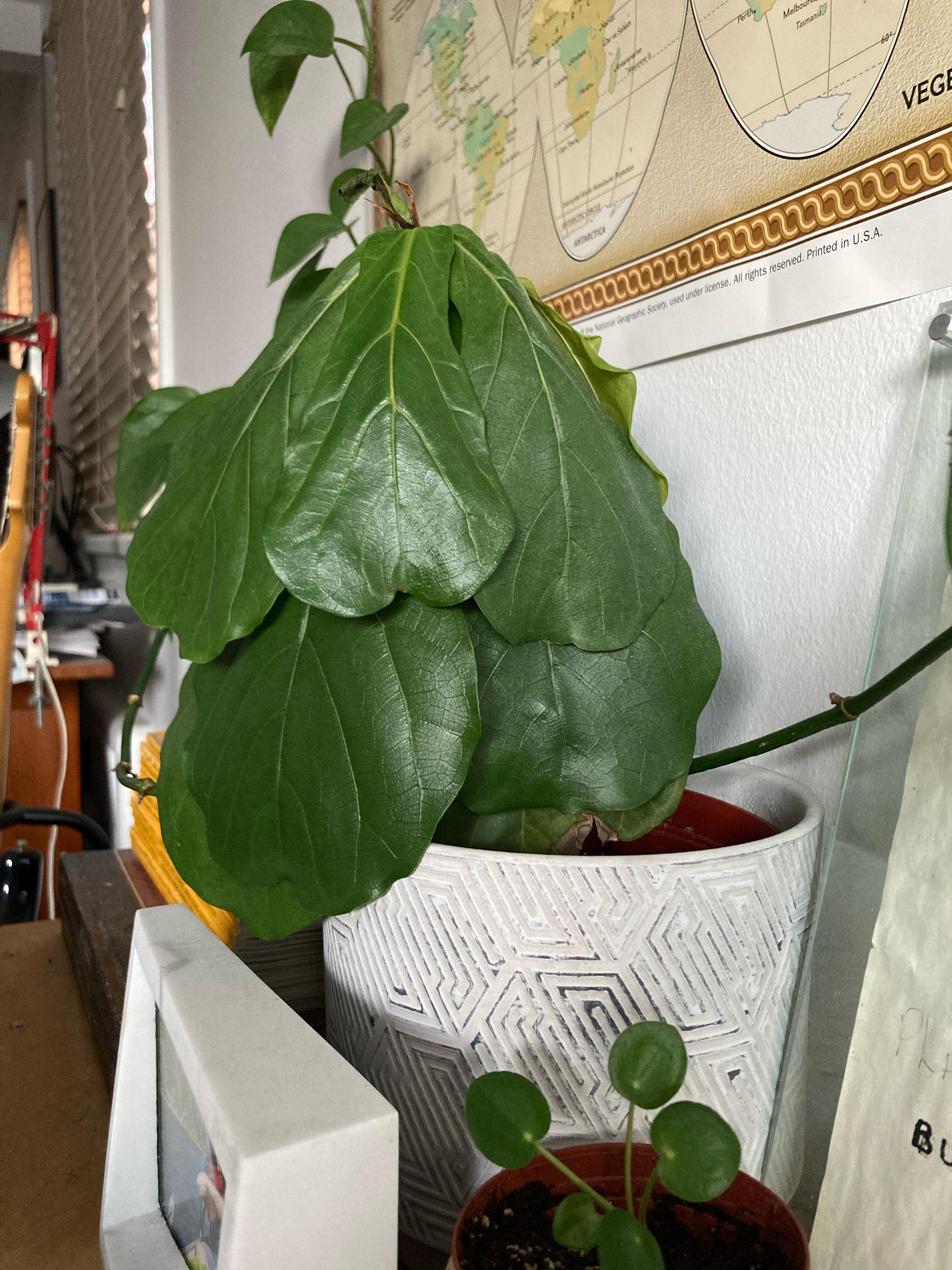 Will my fiddle leaf fig survive? r/plantclinic