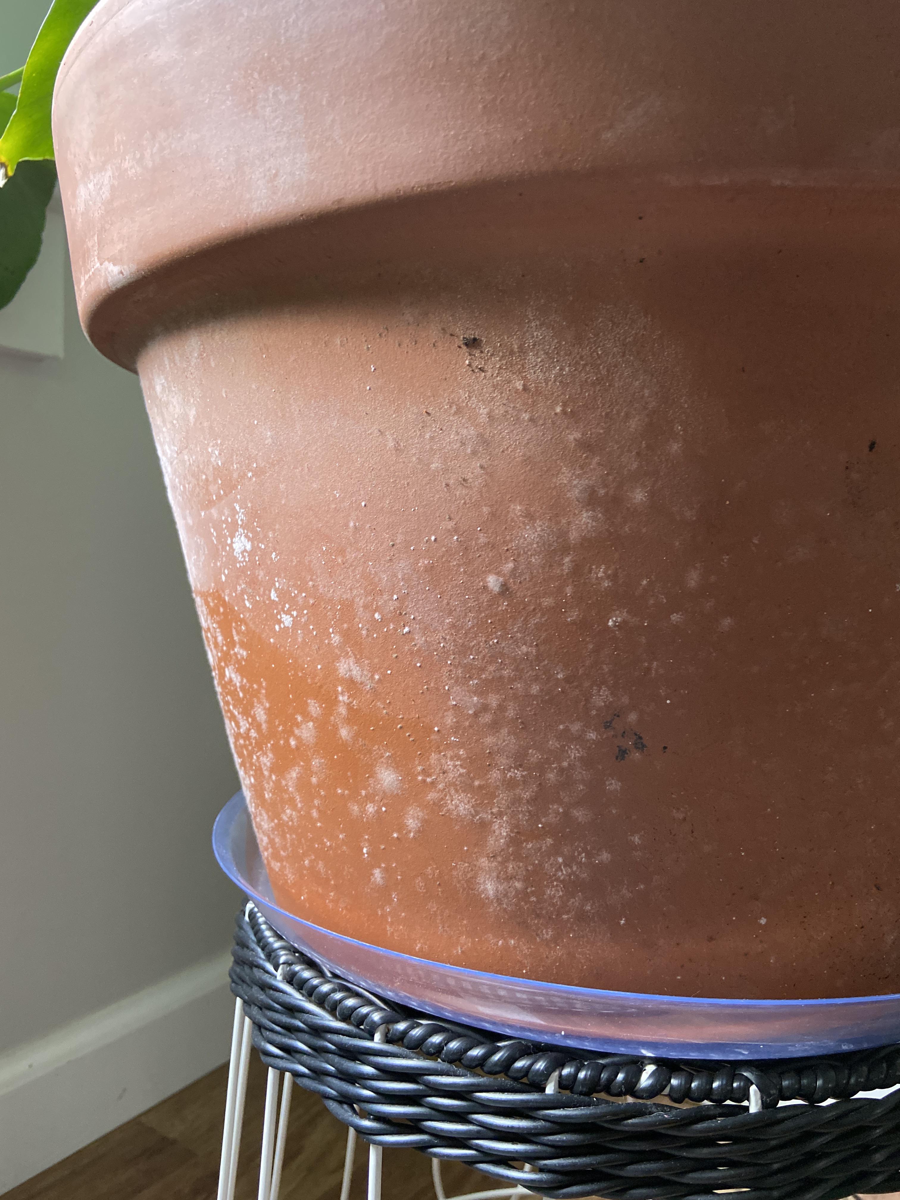 Hoping someone may know what’s happening to my terracotta pot! It’s molding! More info in