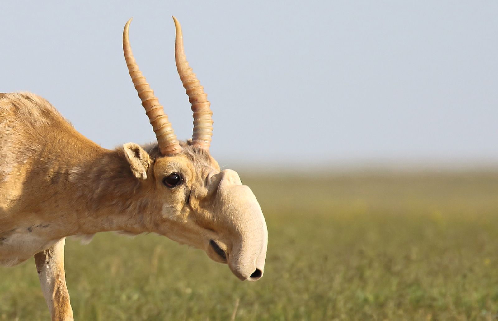 During summer migrations, the Saiga's large nose helps to filter out