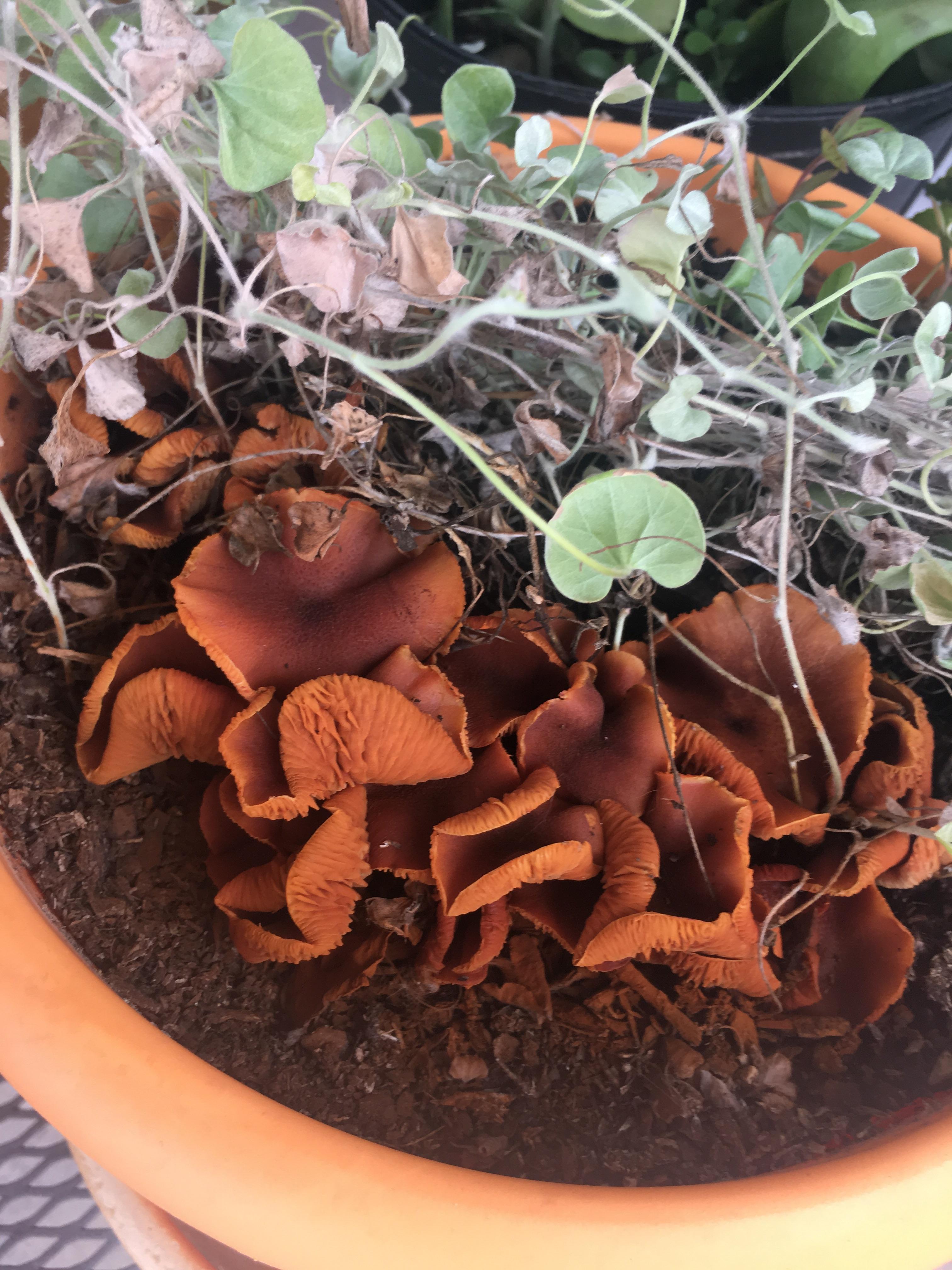 Can anyone identify these orange mushrooms just showed up in ivy
