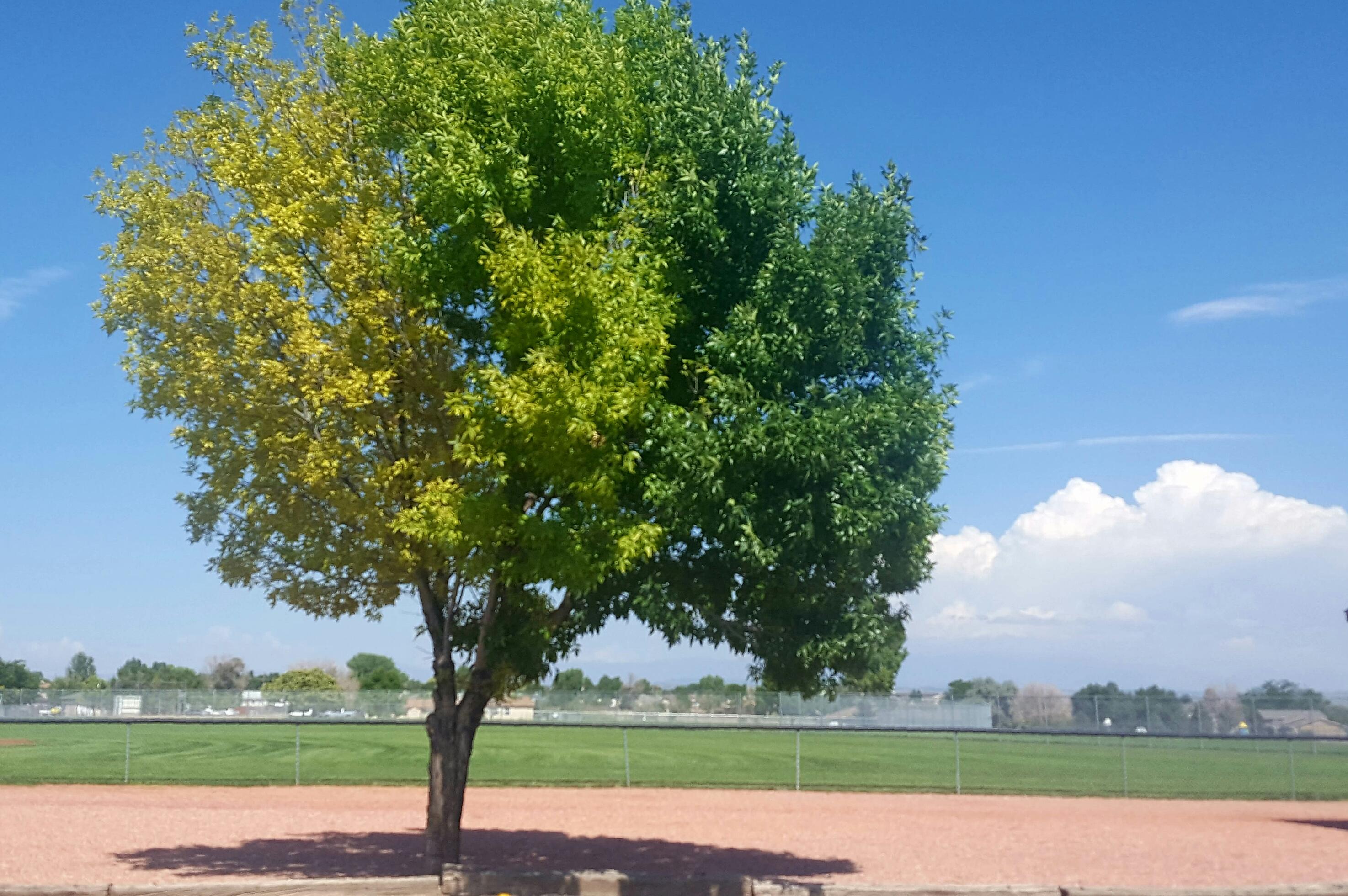 Saw this tree that had 3 different shades of green. r/mildlyinteresting