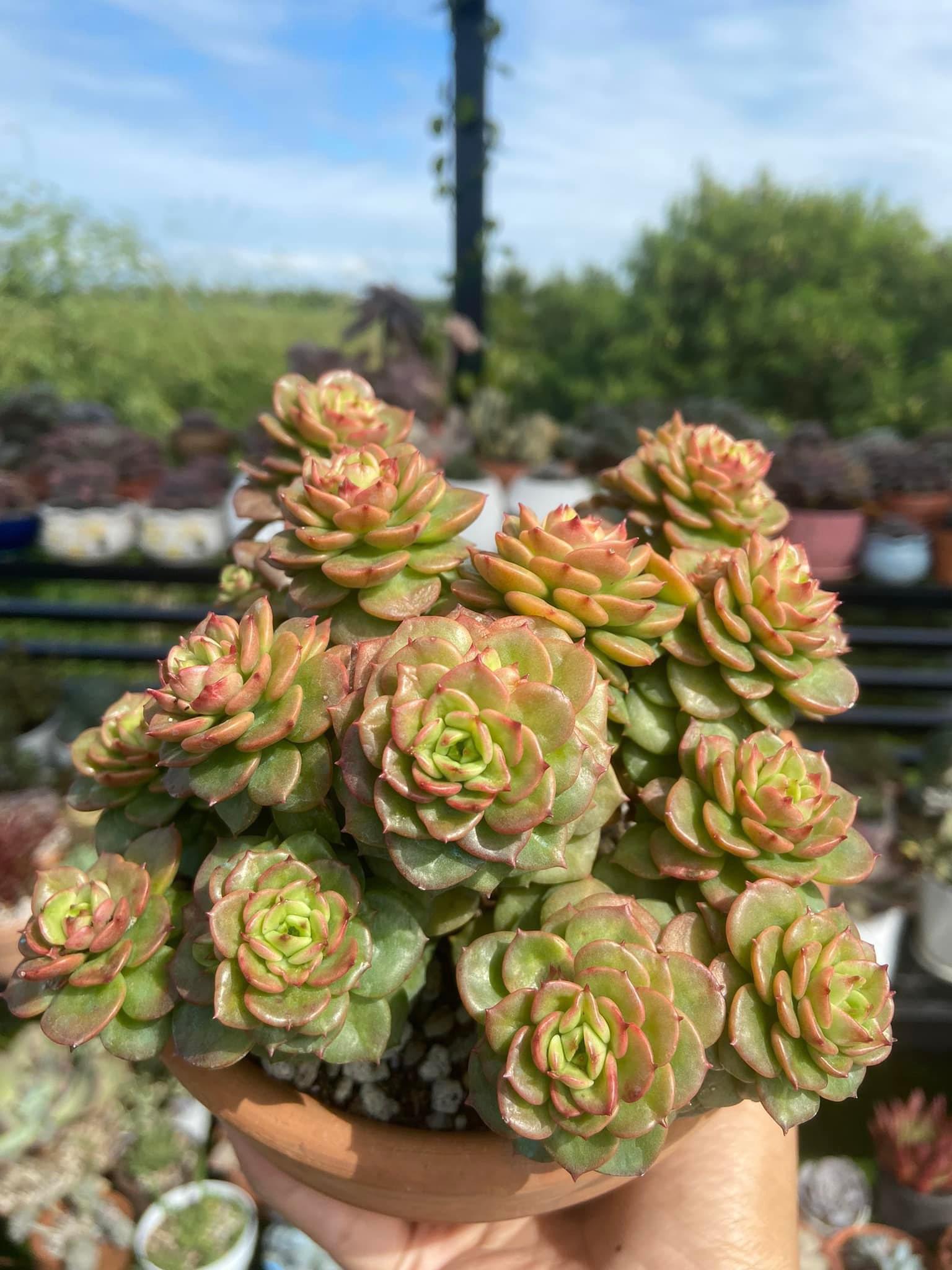 Sedeveria ‘Rolly’ is a hybrid between the Echeveria and Sedum. r