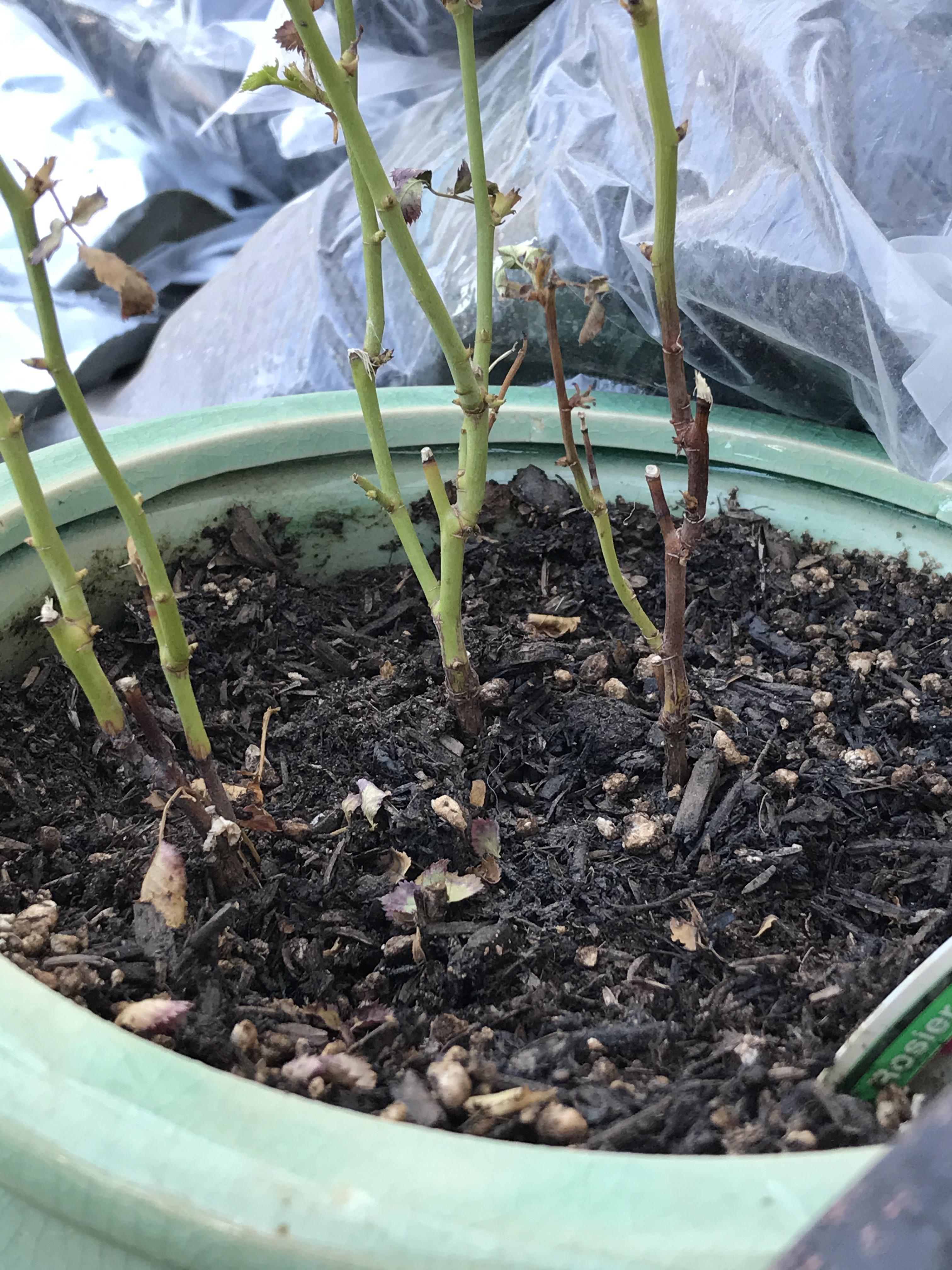 Why is are my miniature roses browning from bottom up? Is it root rot