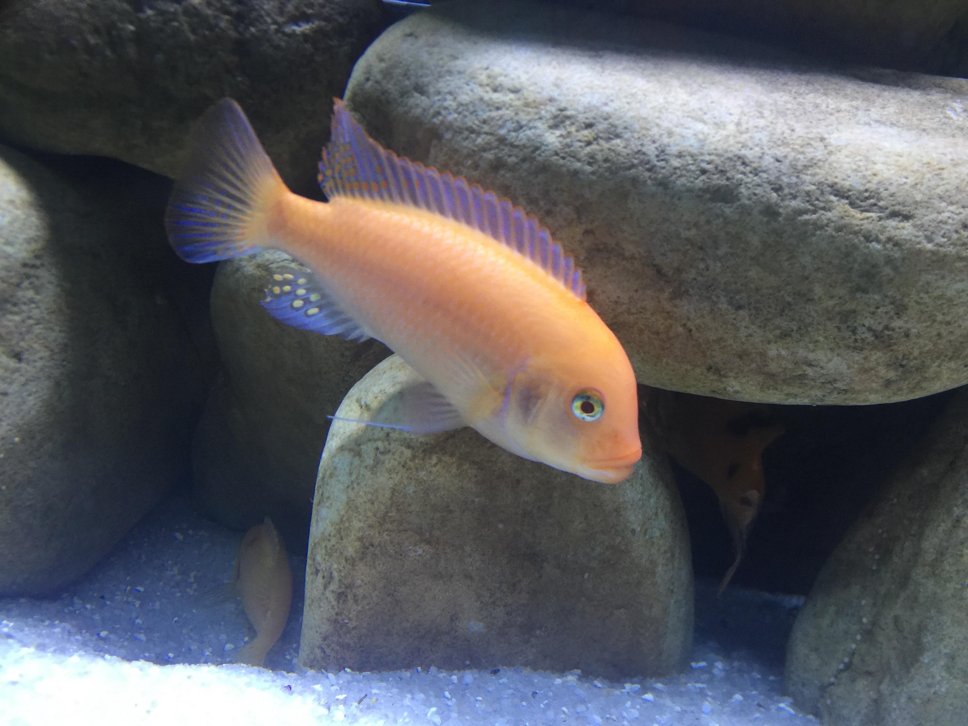 Does petsmart still sell red zebra cichlid allgulf