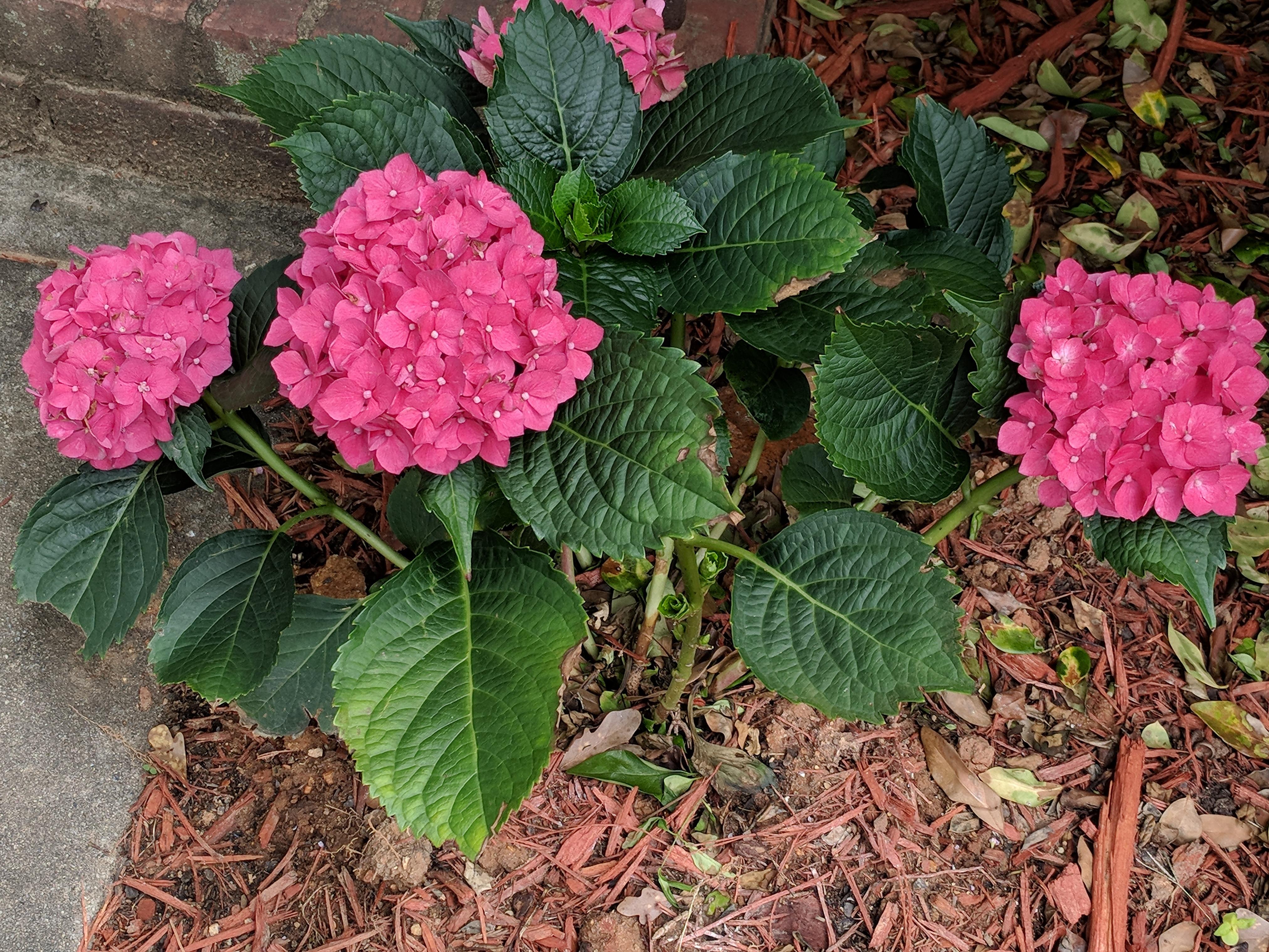 My first hydrangea plant blooming! gardening