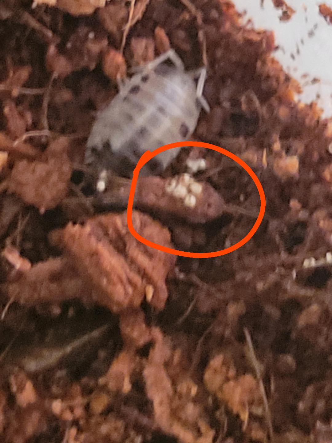 Are these Isopod Eggs? r/isopods