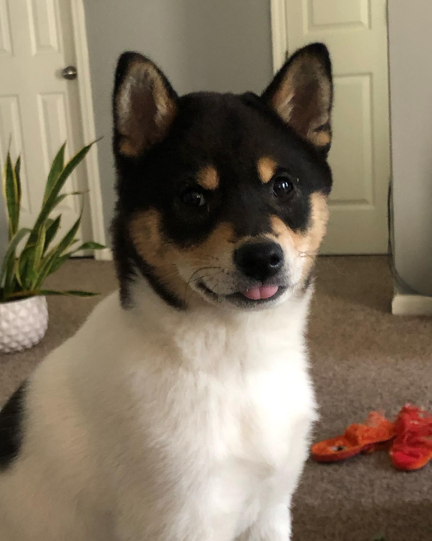 won’t let me brush him. now he’s just rubbing it in r/mlem