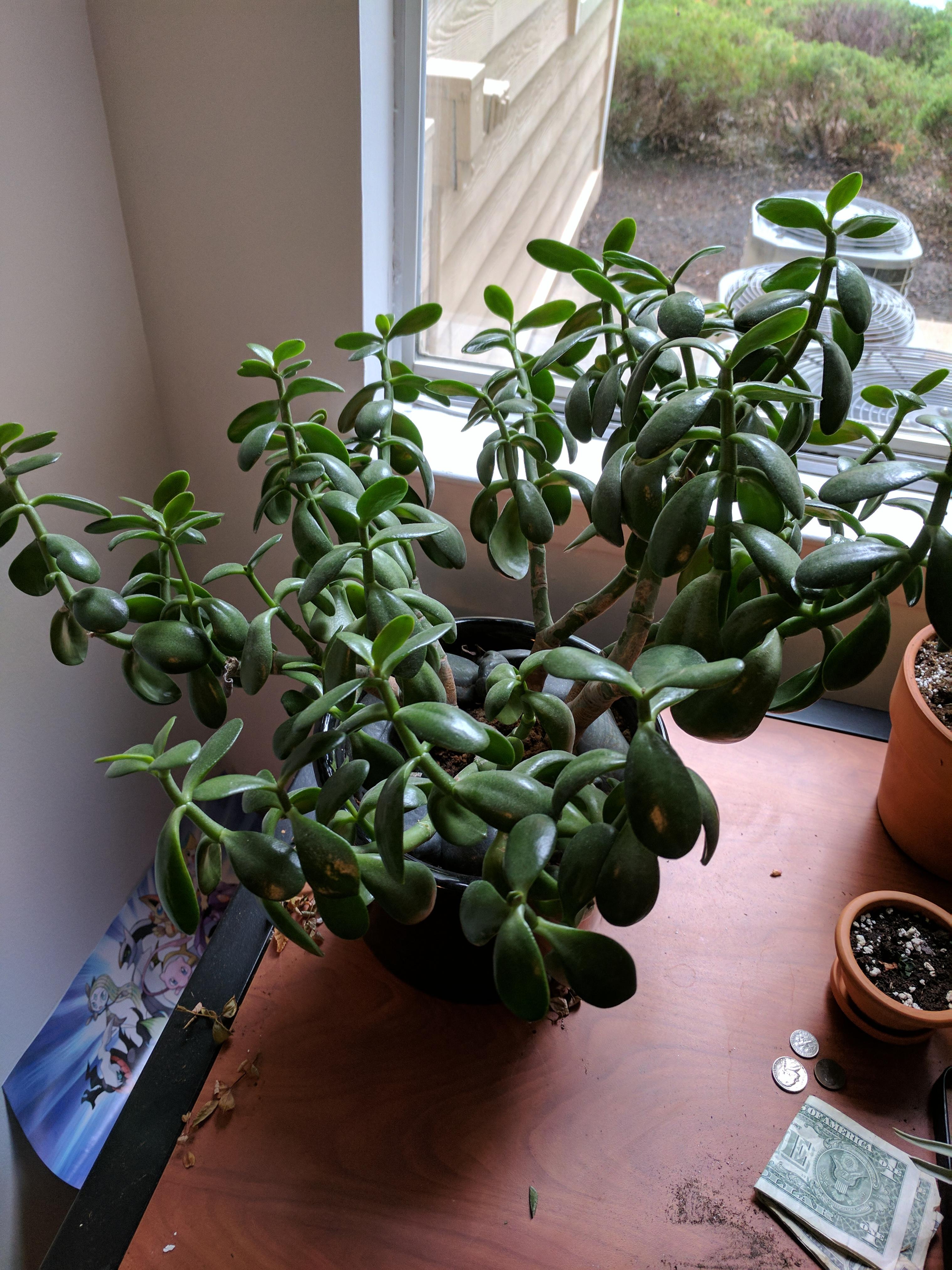 Received a jade plant as a gift! Any tips for care? Its apparently been