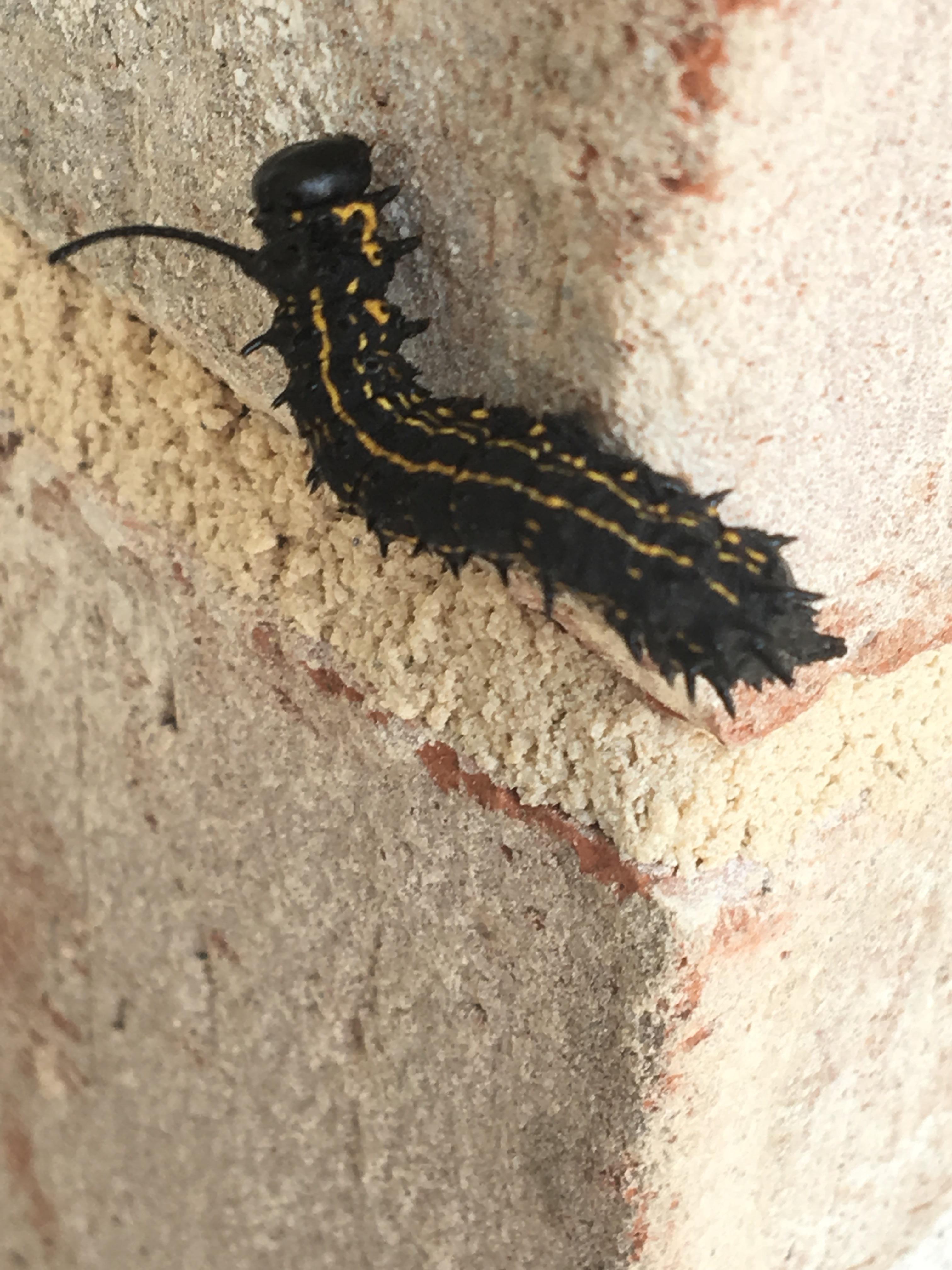 Can someone identify this caterpillar? (Northern r/Entomology