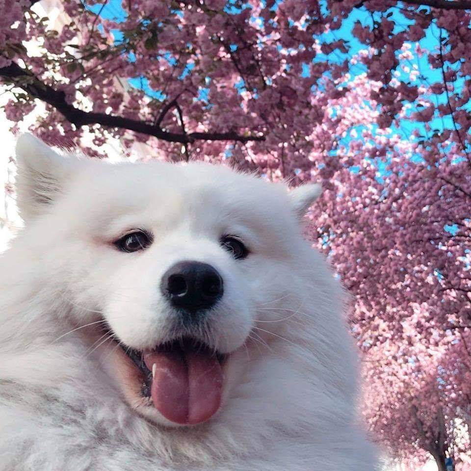 This dog under cherry blossom trees r/aww