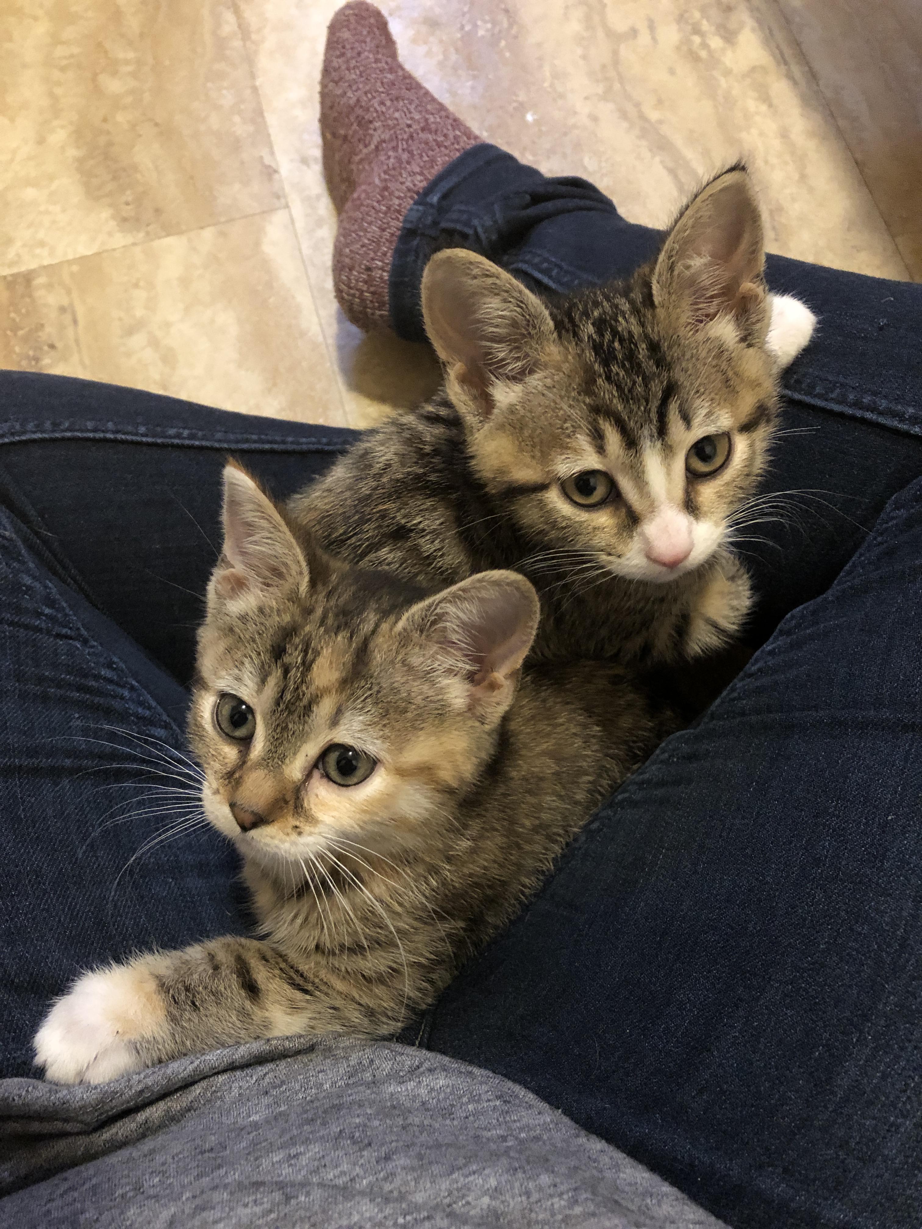 Day two in their new home, I think they’re adjusting well cats