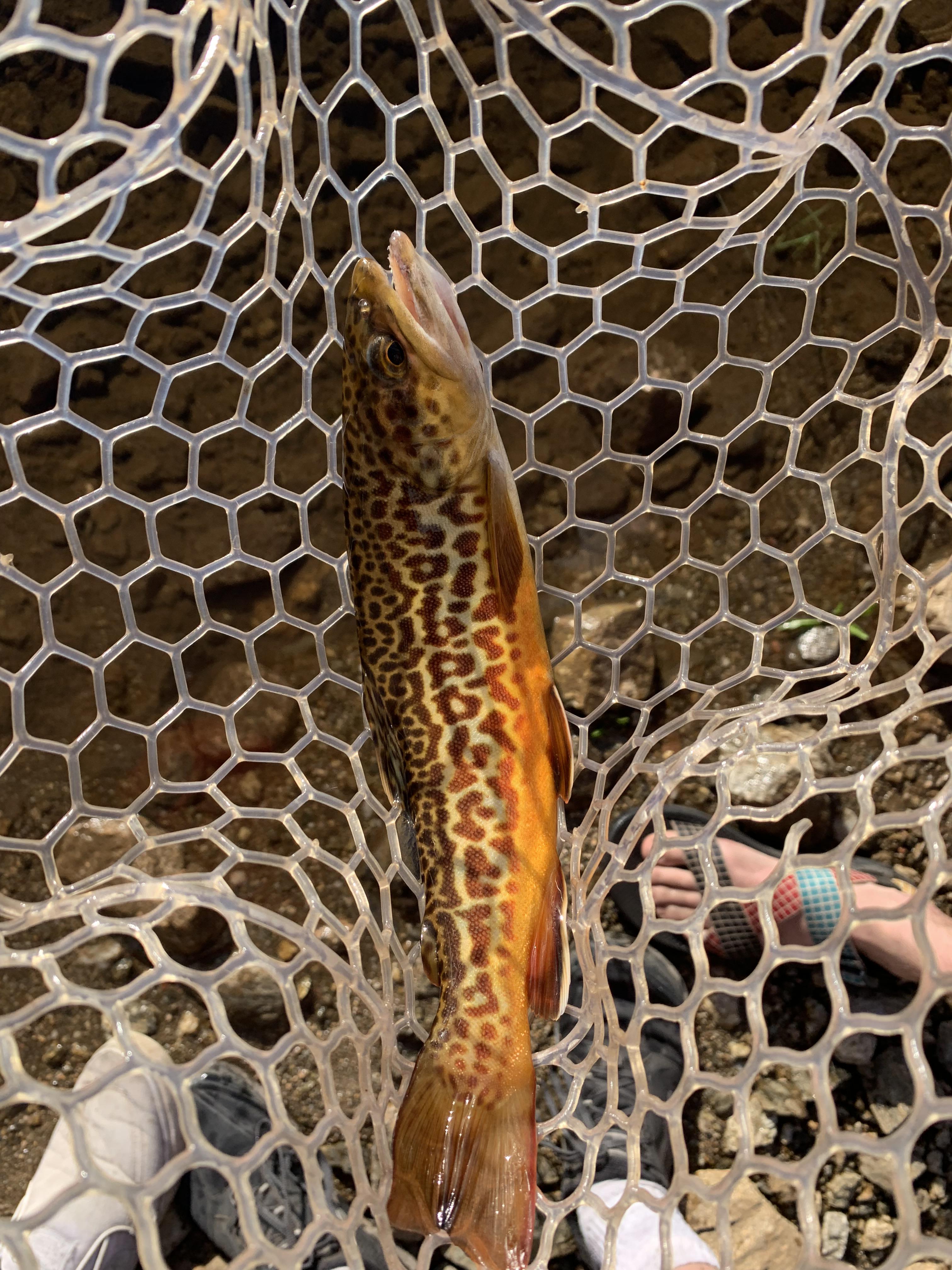 Tiger Trout in CO r/flyfishing