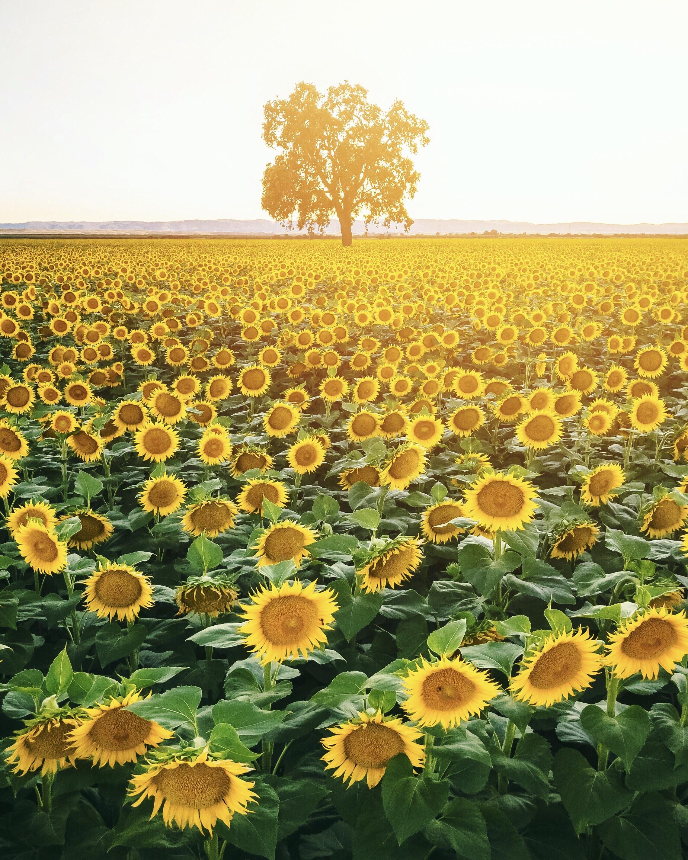 Sunflower fields that only bloom a couple of weeks per year. Woodland