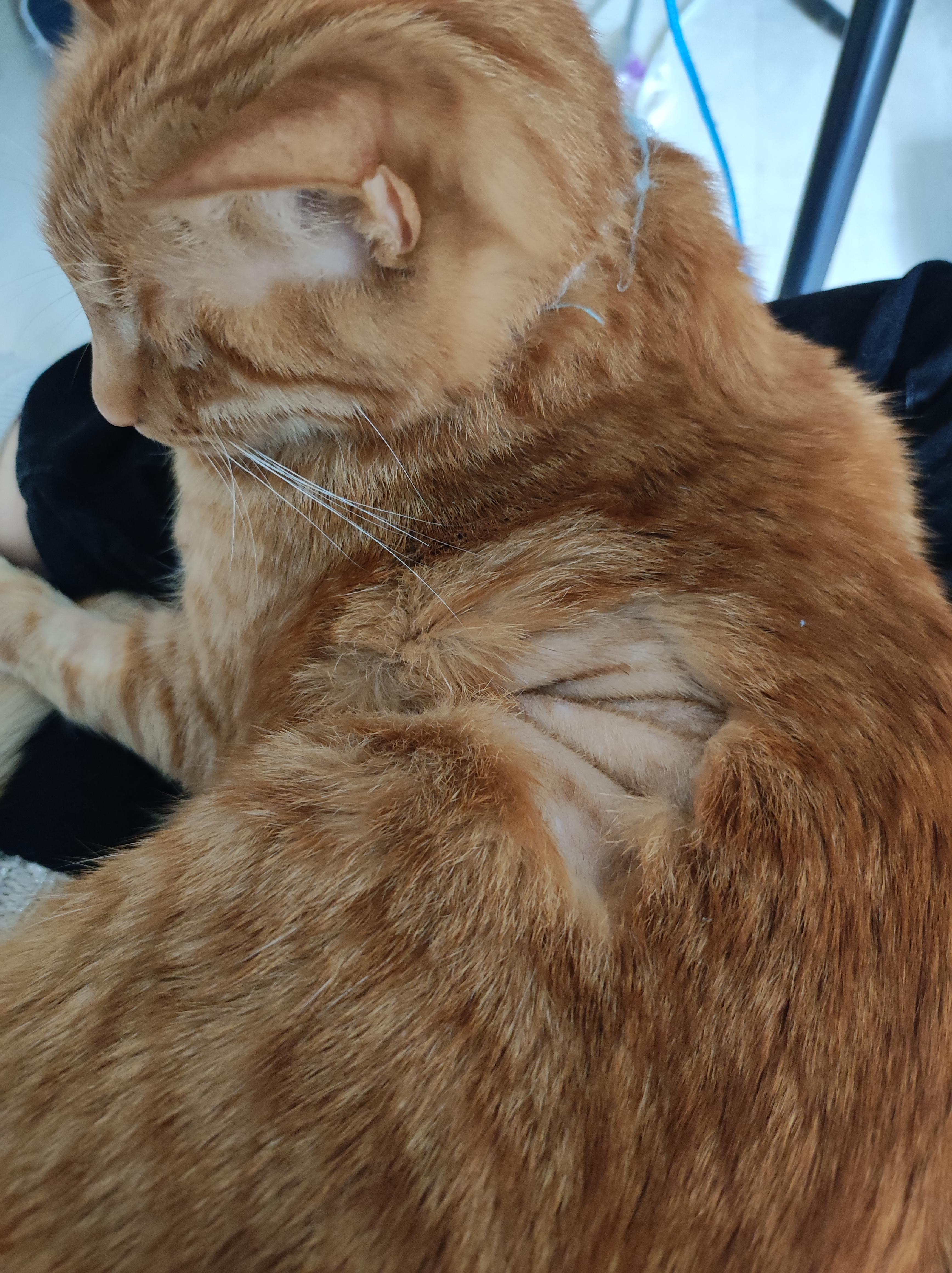My cat had surgery, now he has bald spots everywhere (love the texture