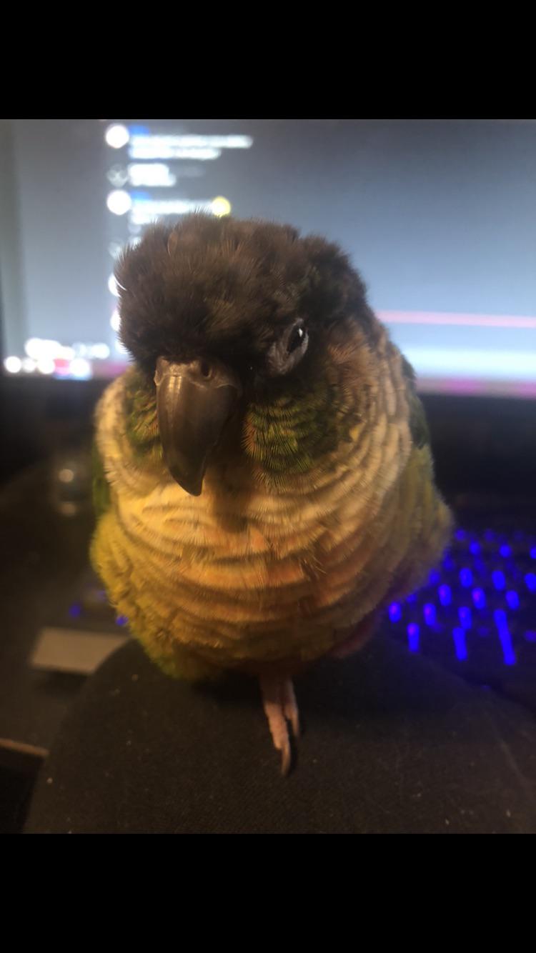 My beloved bird who has stress seizures and requires oxygen any time he