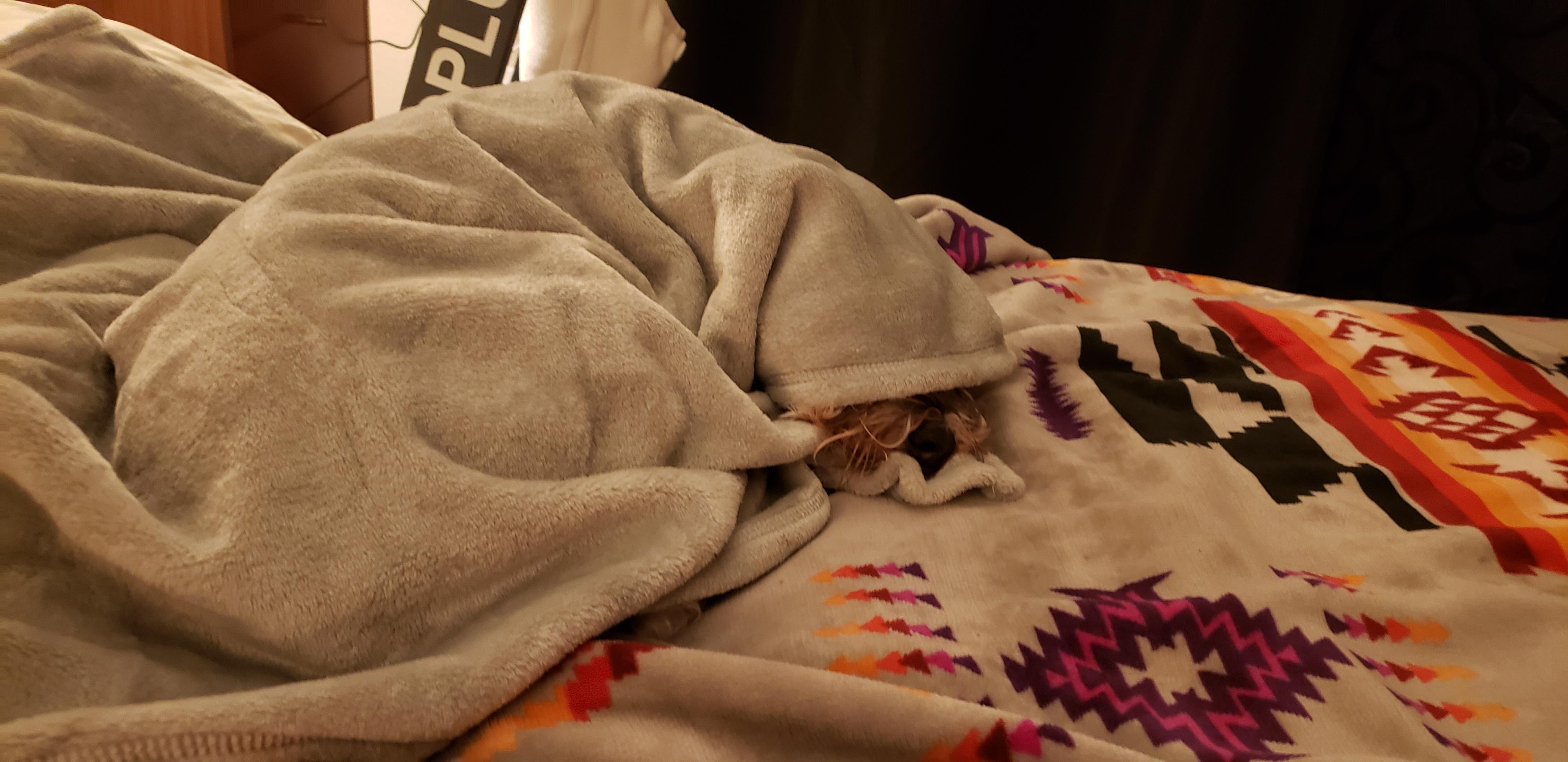 Does your Schnauzer love to be snuggled under blankets too? My Tucker