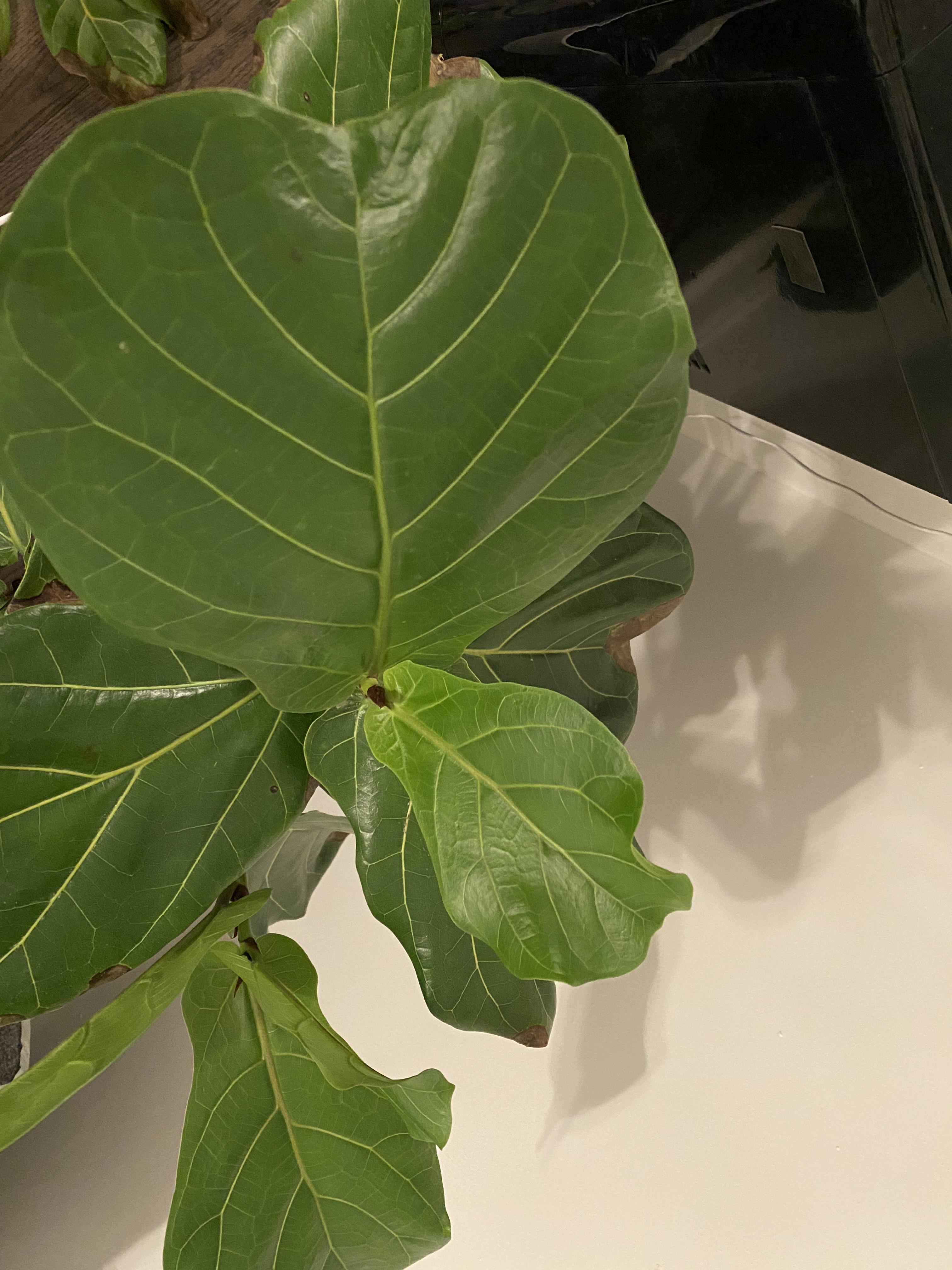 Repotting Fiddle Leaf Fig? Soil Also, I think the