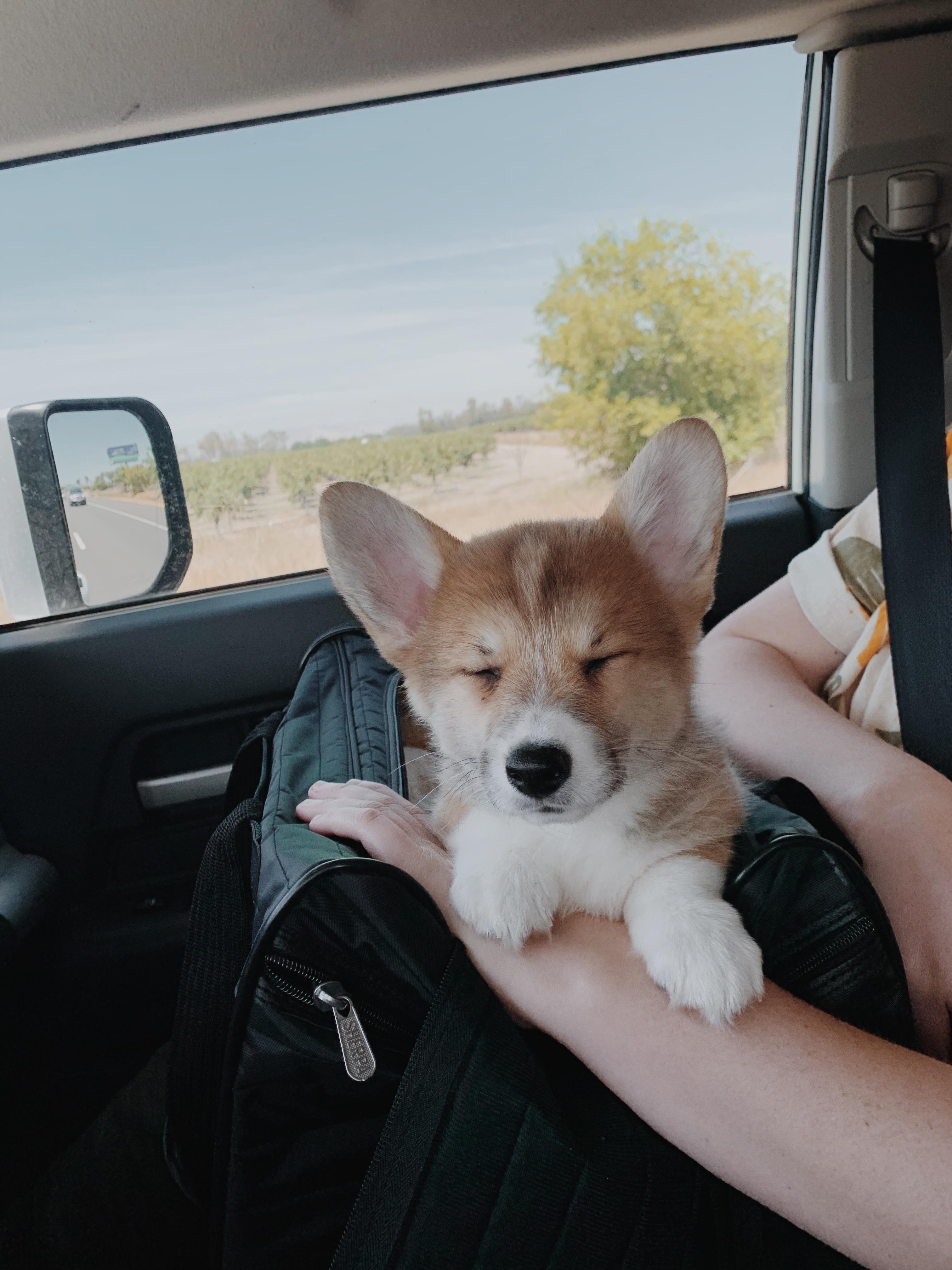 3 hours in after getting our Clementine & she’s already giving