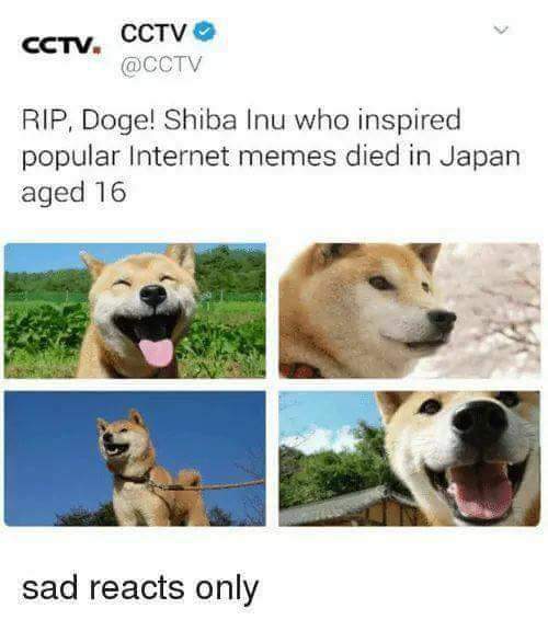 Press F to this dog. RIP. r/PewdiepieSubmissions