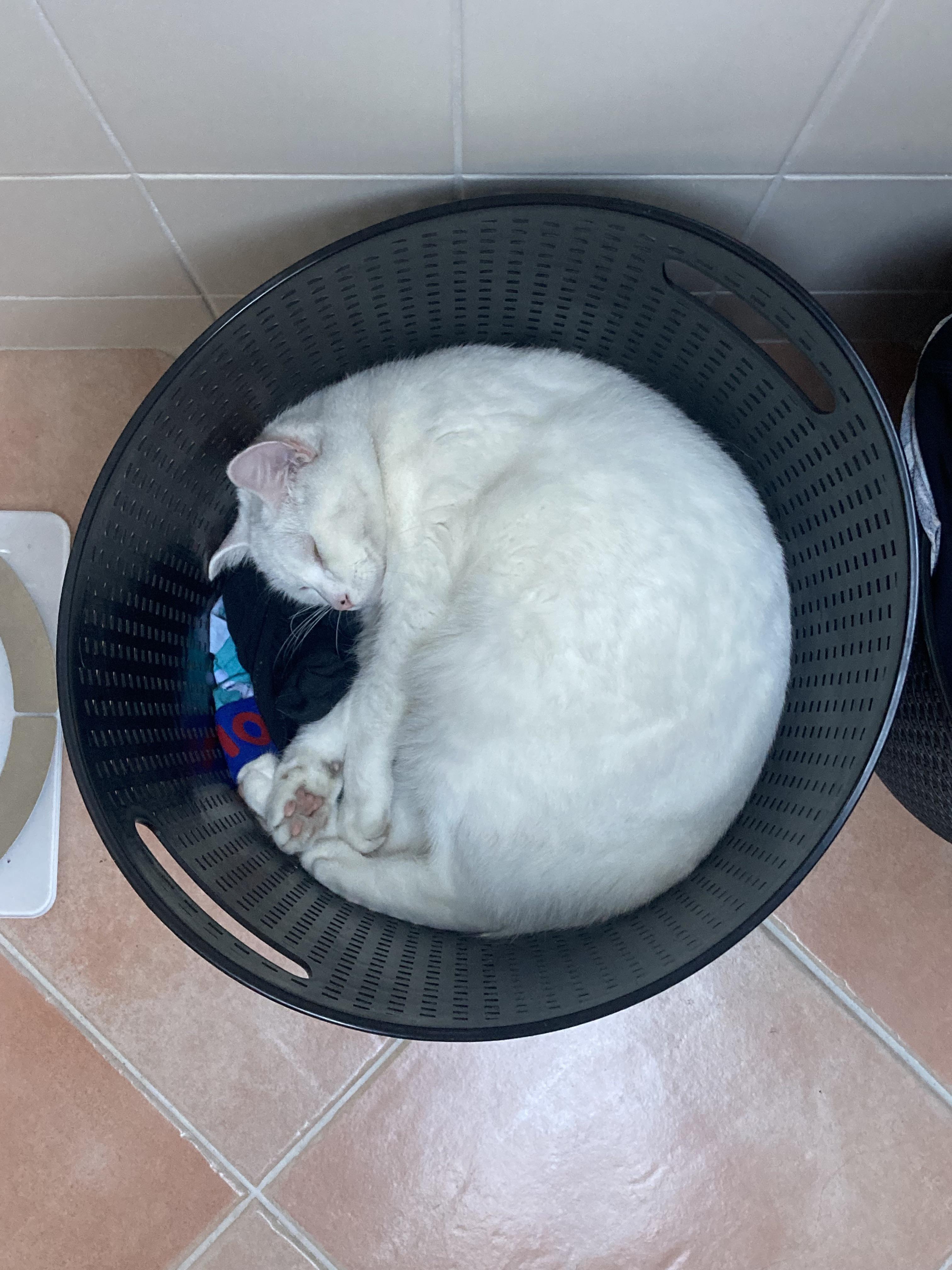 My cat in the laundry basket r/RoundAnimals