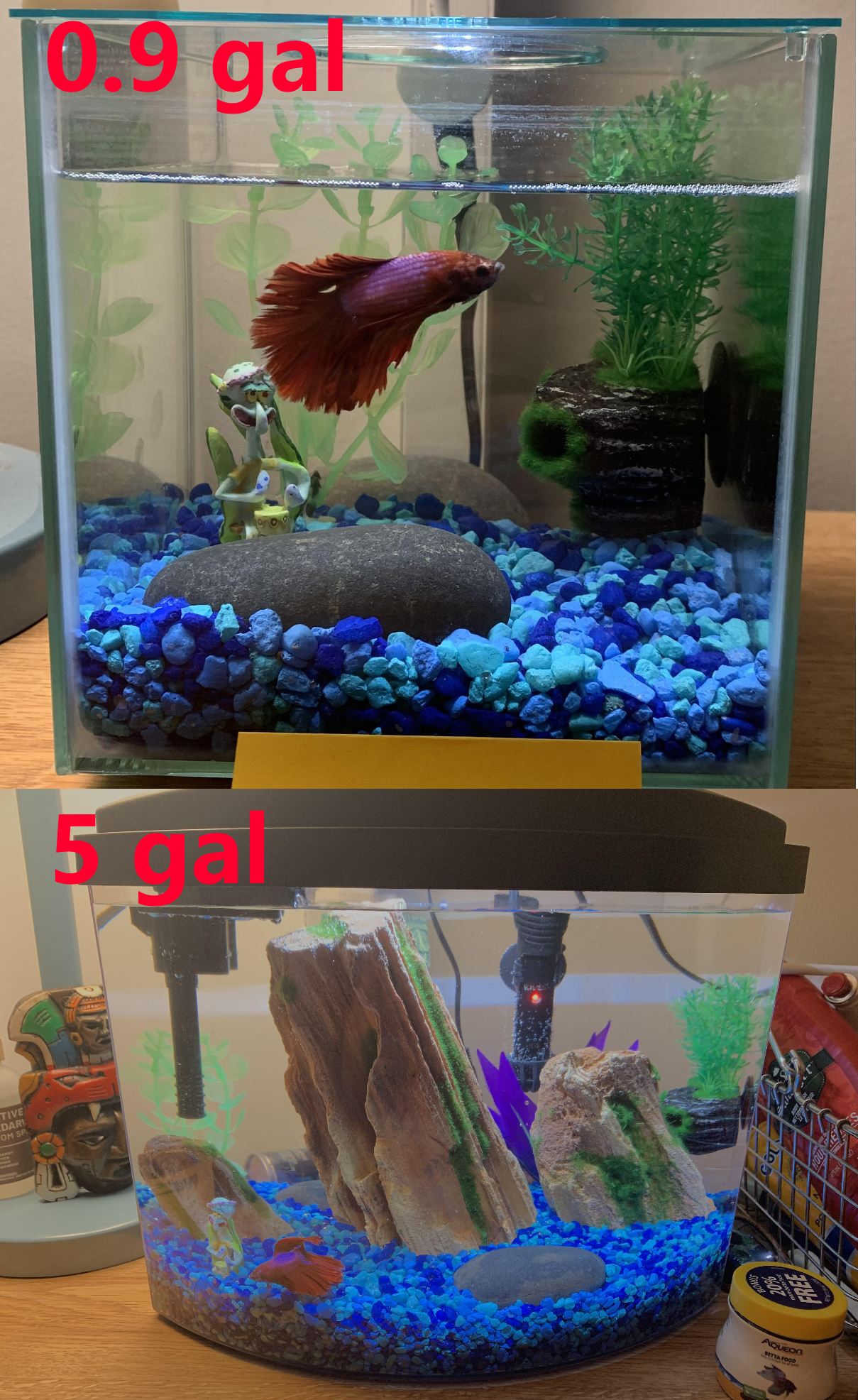 Do Bettas Need Heaters / How To Care For A Betta Fish A Beginners Guide