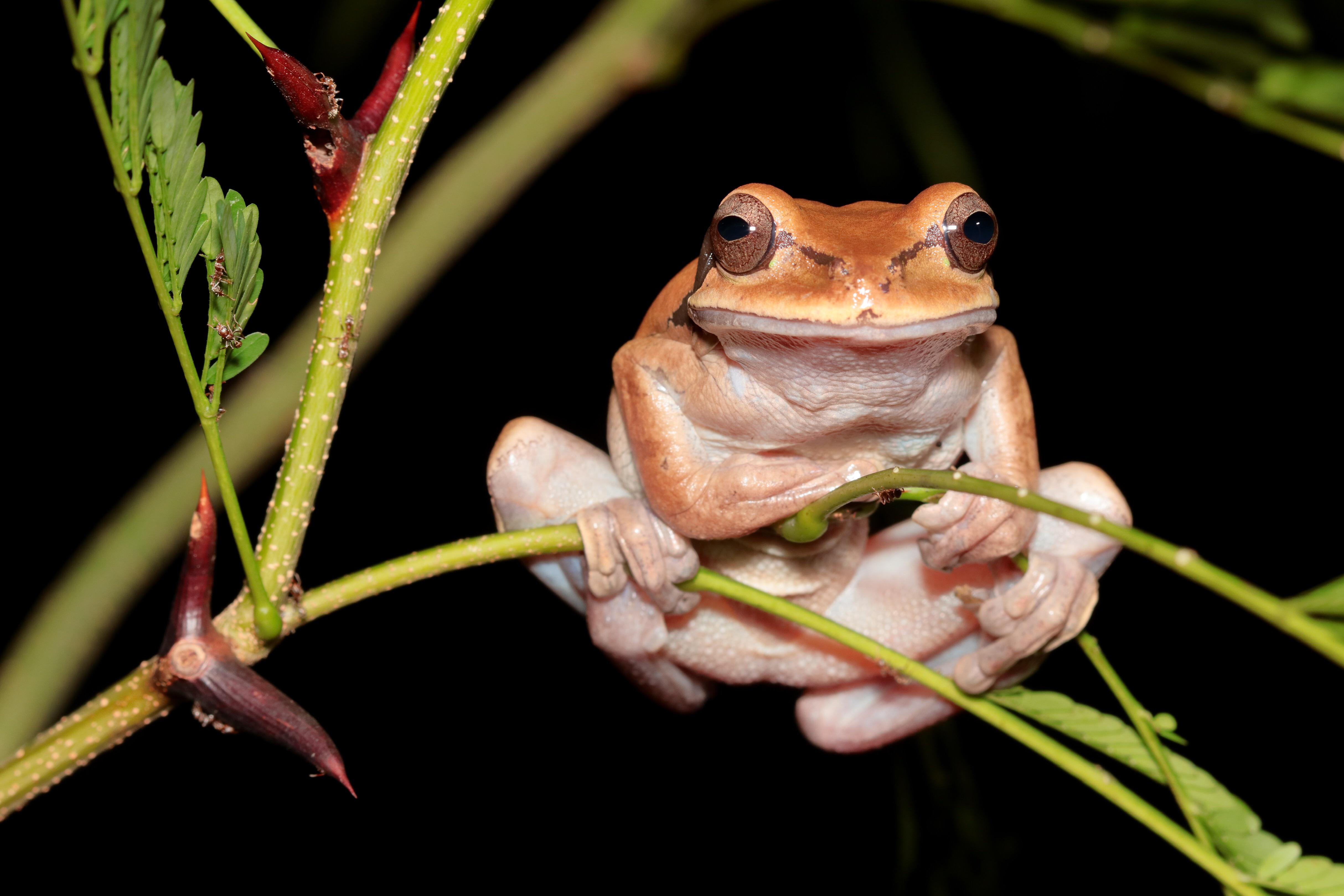 Masked tree frog (Milisca phaeota) Costa Rica. I think frogs are my