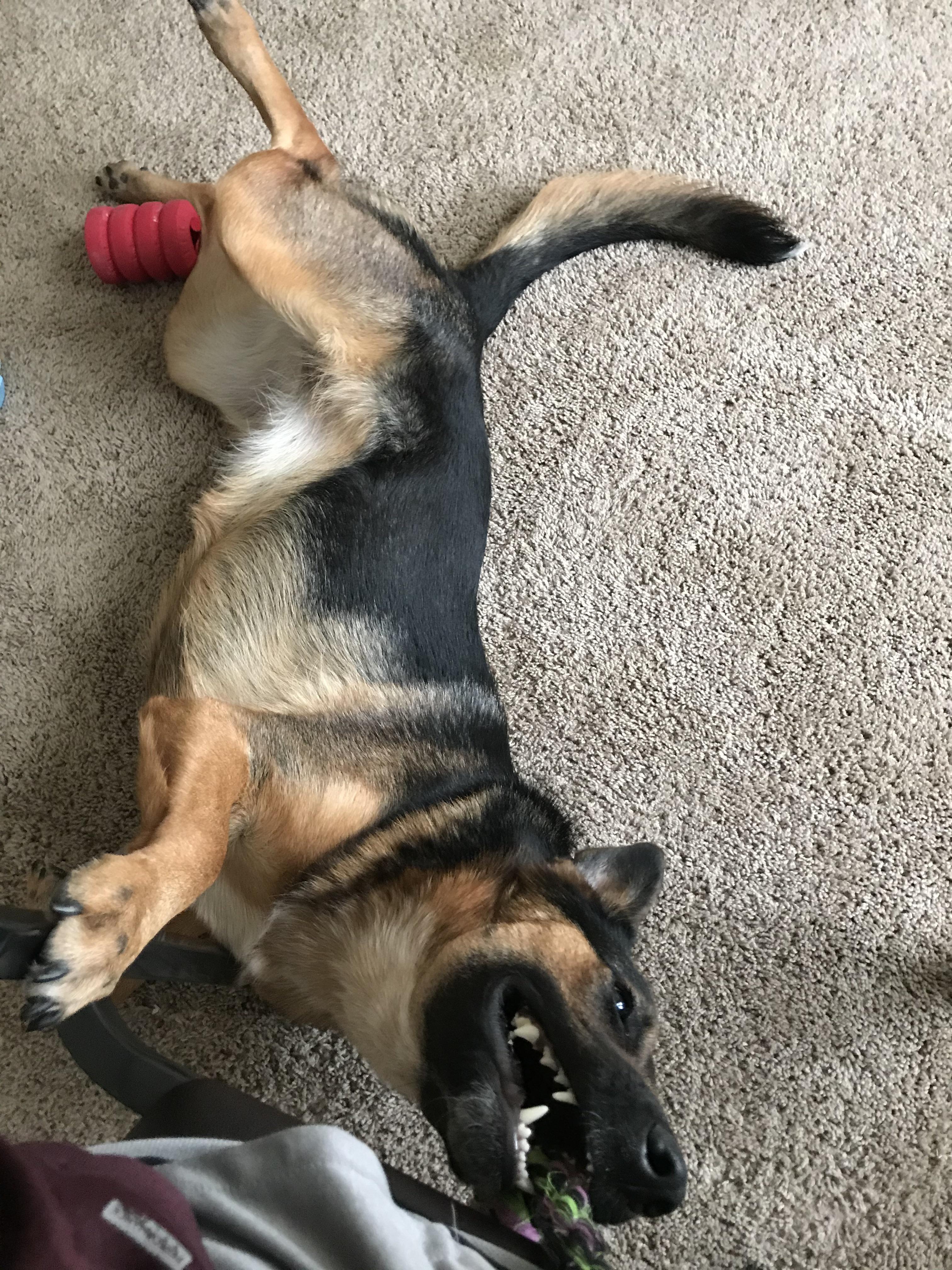 German Shepherd and Australian cattle dog mix r/AustralianCattleDog