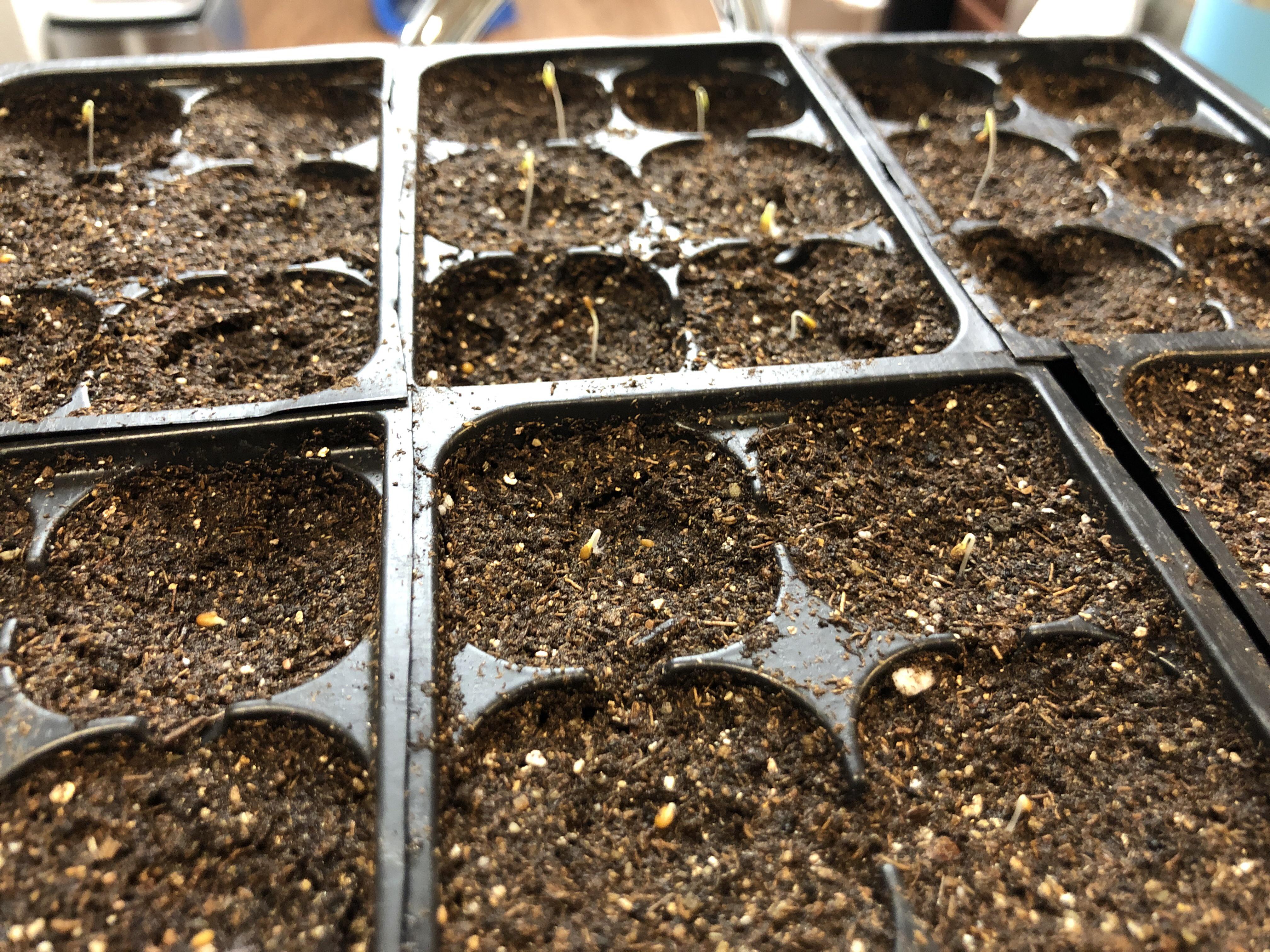 Pansy seedlings just emerged! How much light do they need? r/gardening