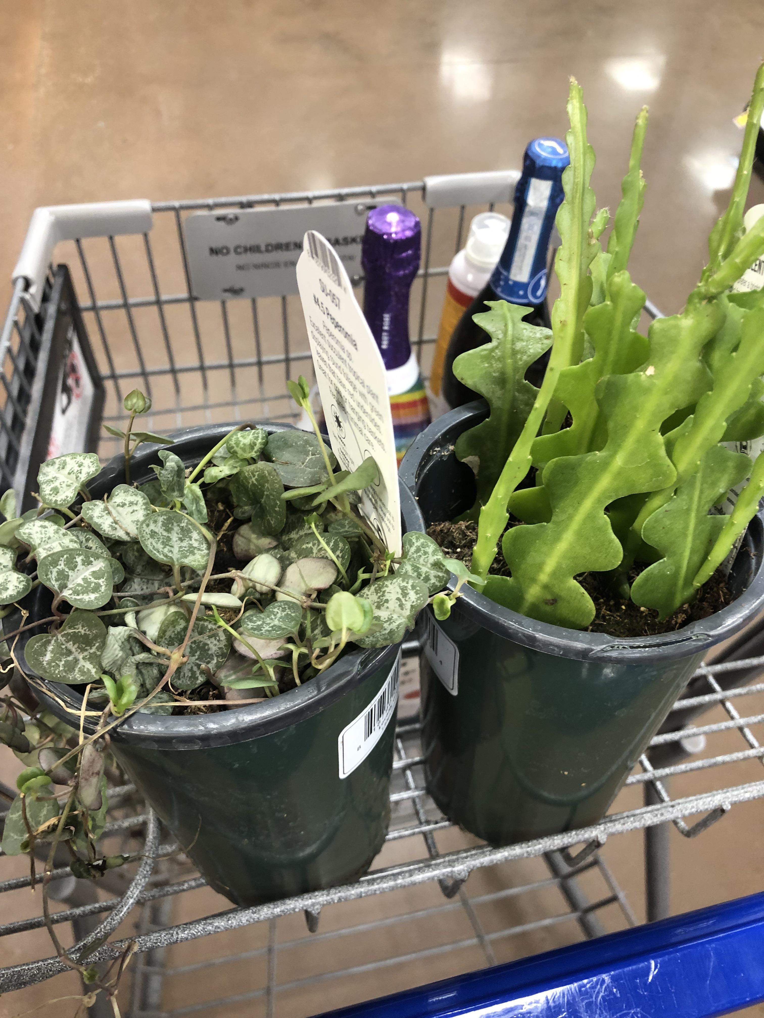 had to do a double triple take at kroger today and i still can’t