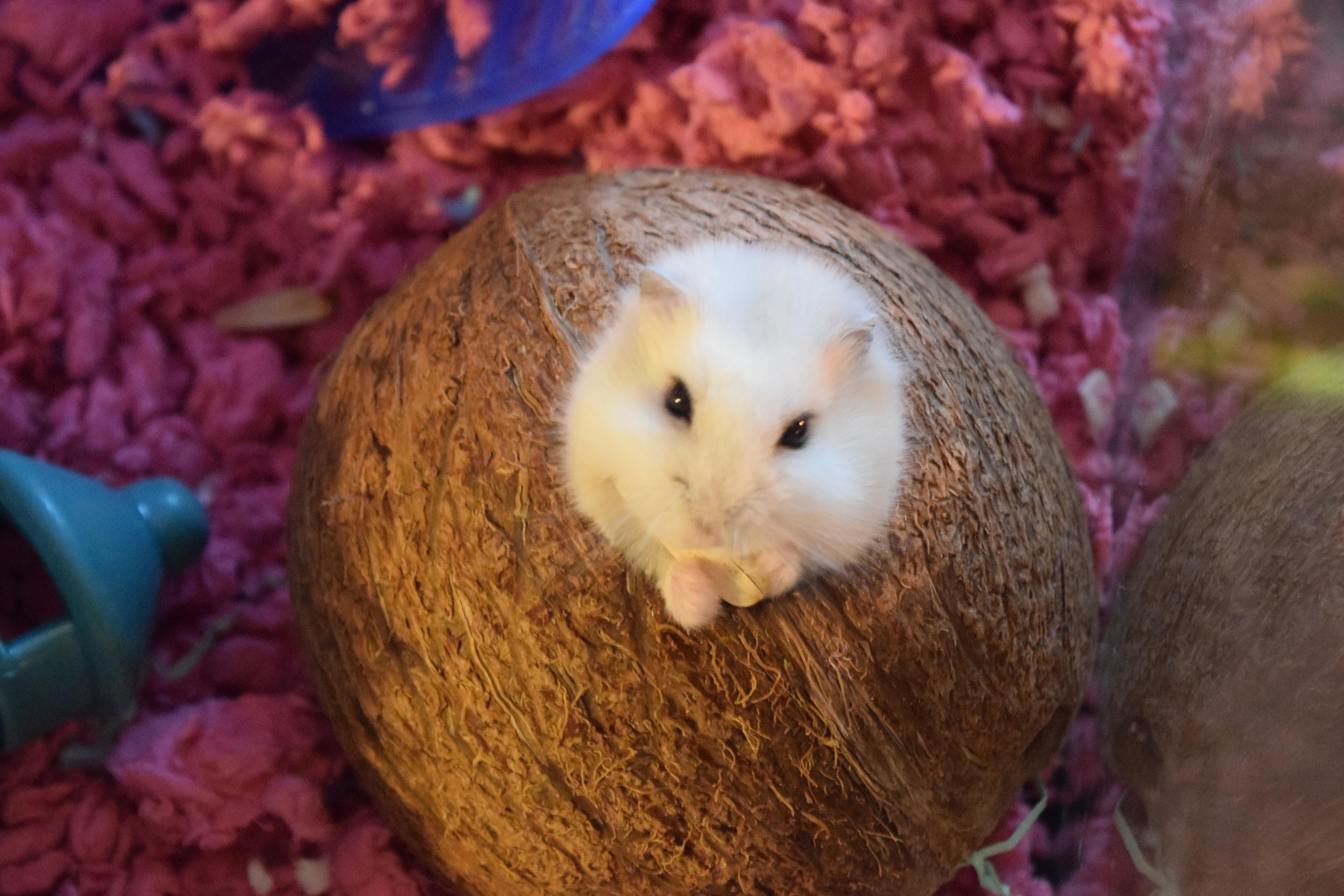 Puffy's coco for coconuts r/hamsters