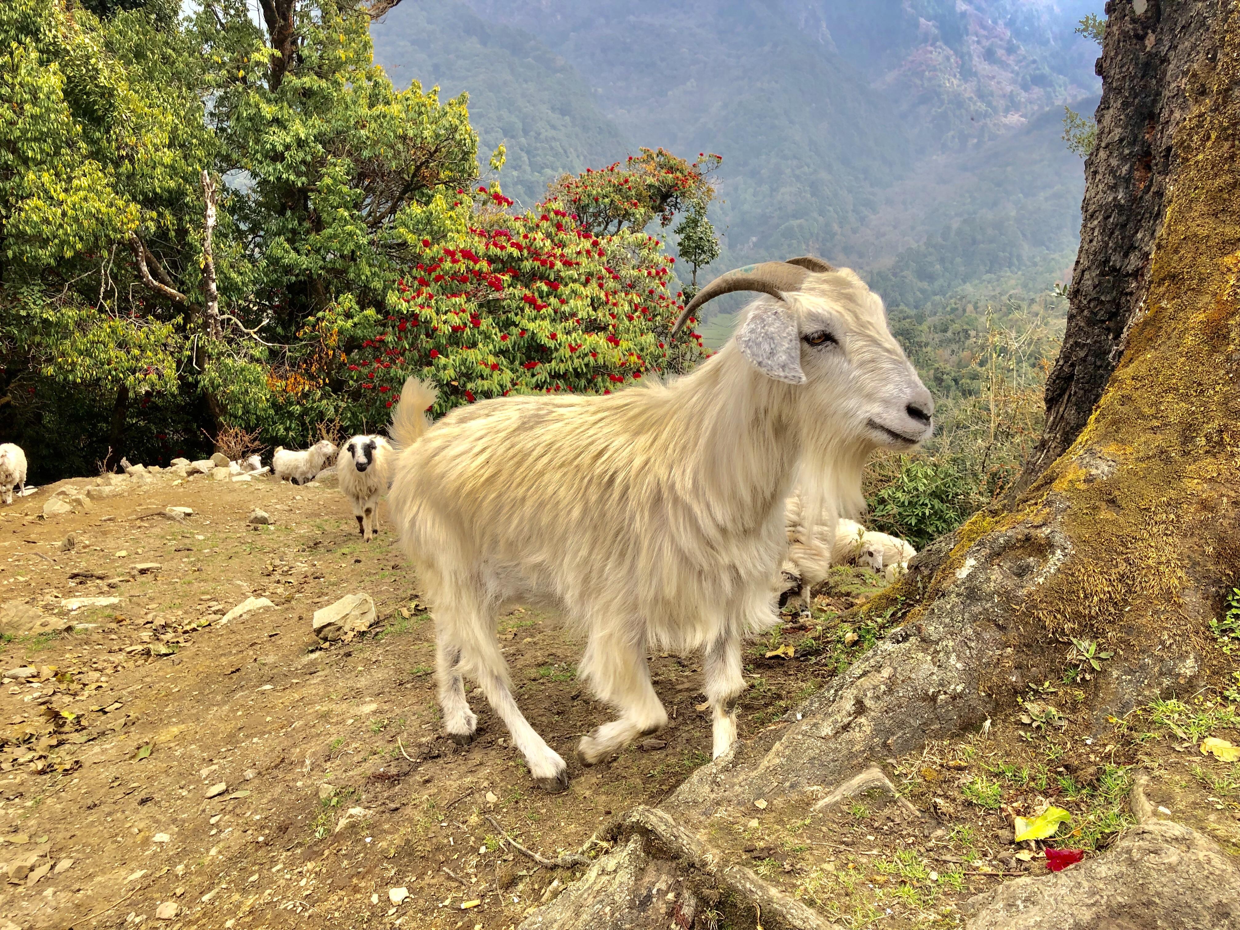 Just a happy goat I spotted today in Nepal. r/aww