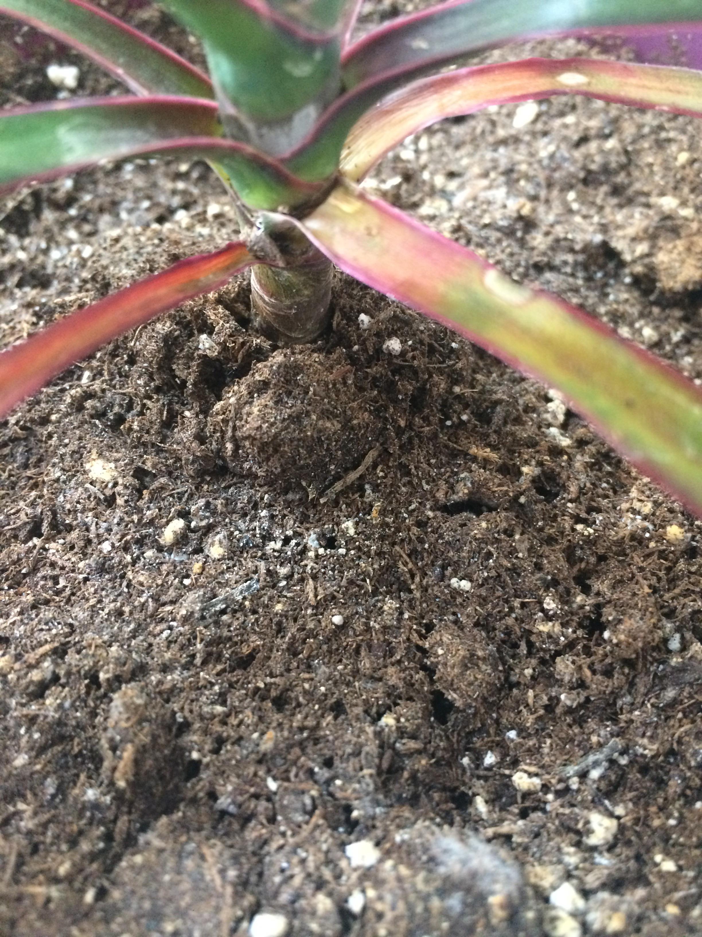 What’s happening to my Dracaena Marginata? The bottom leaves turn brown