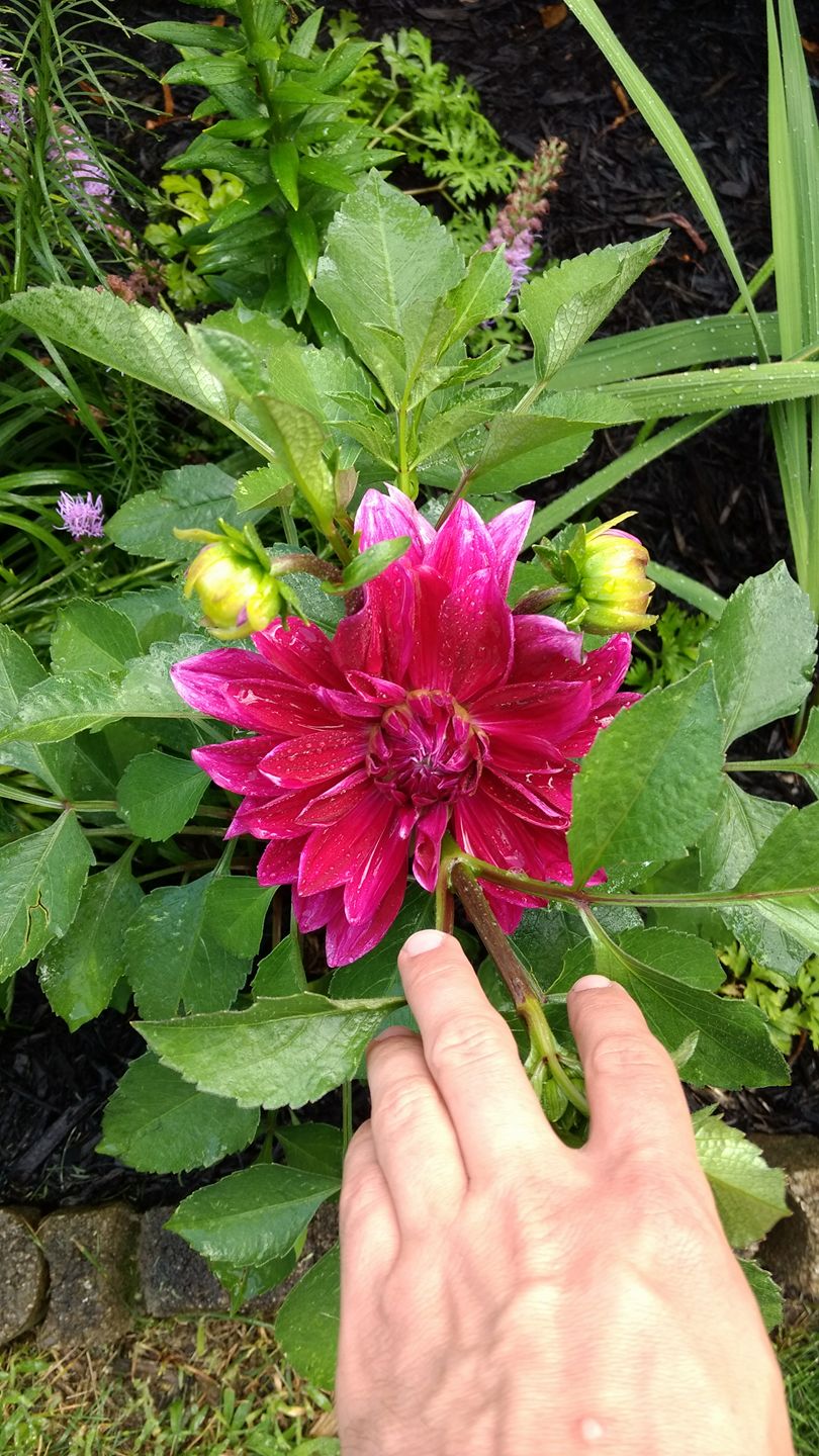 What is this beautiful flower? r/flowers