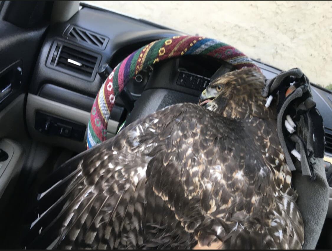 I rescued a hawk off the side of the highway. (Yes I drove with bird in