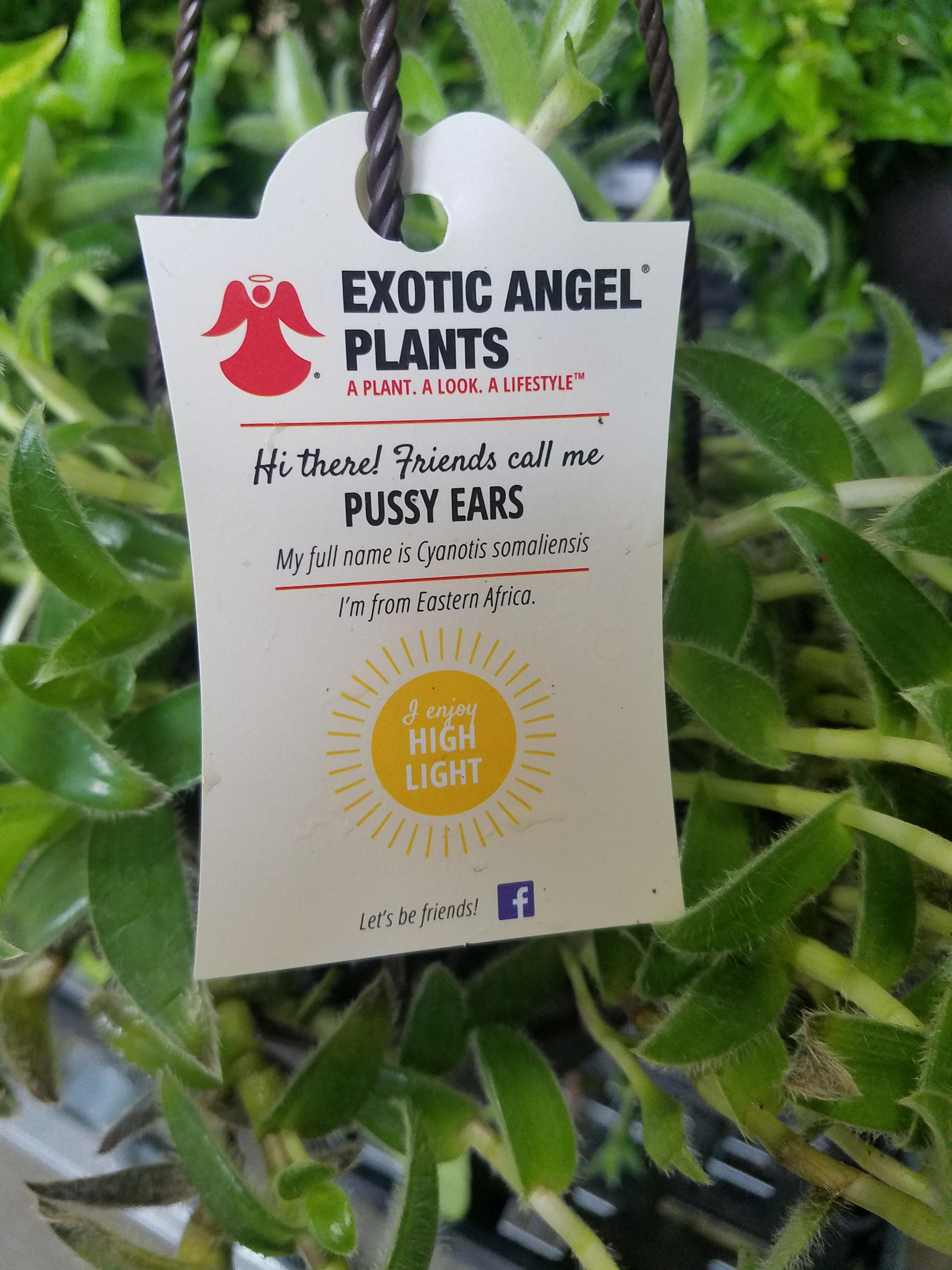 To the person who posted "the cutest plant name ever" the other day, I