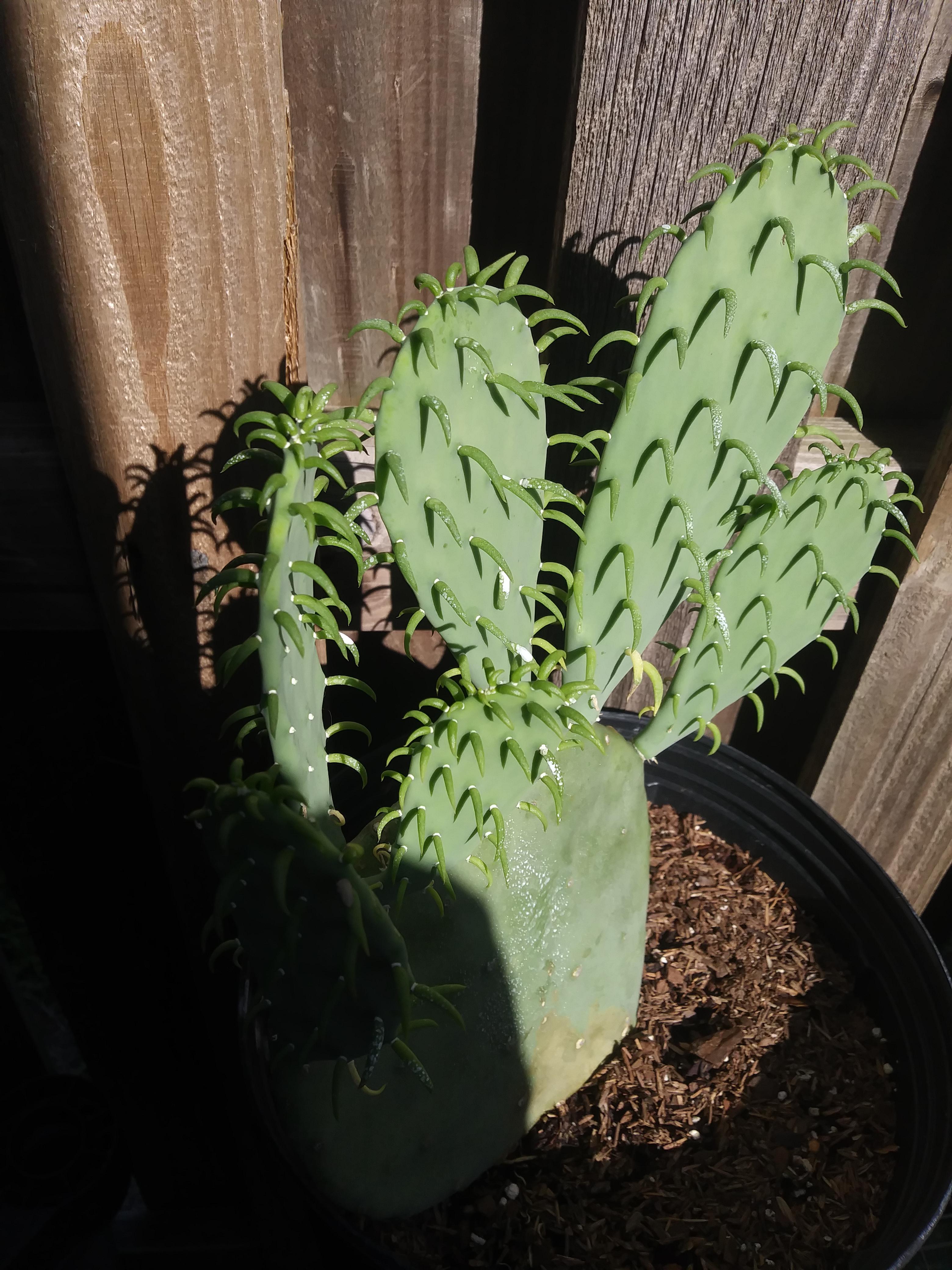 What is this white stuff growing on my cactus? r/cactus