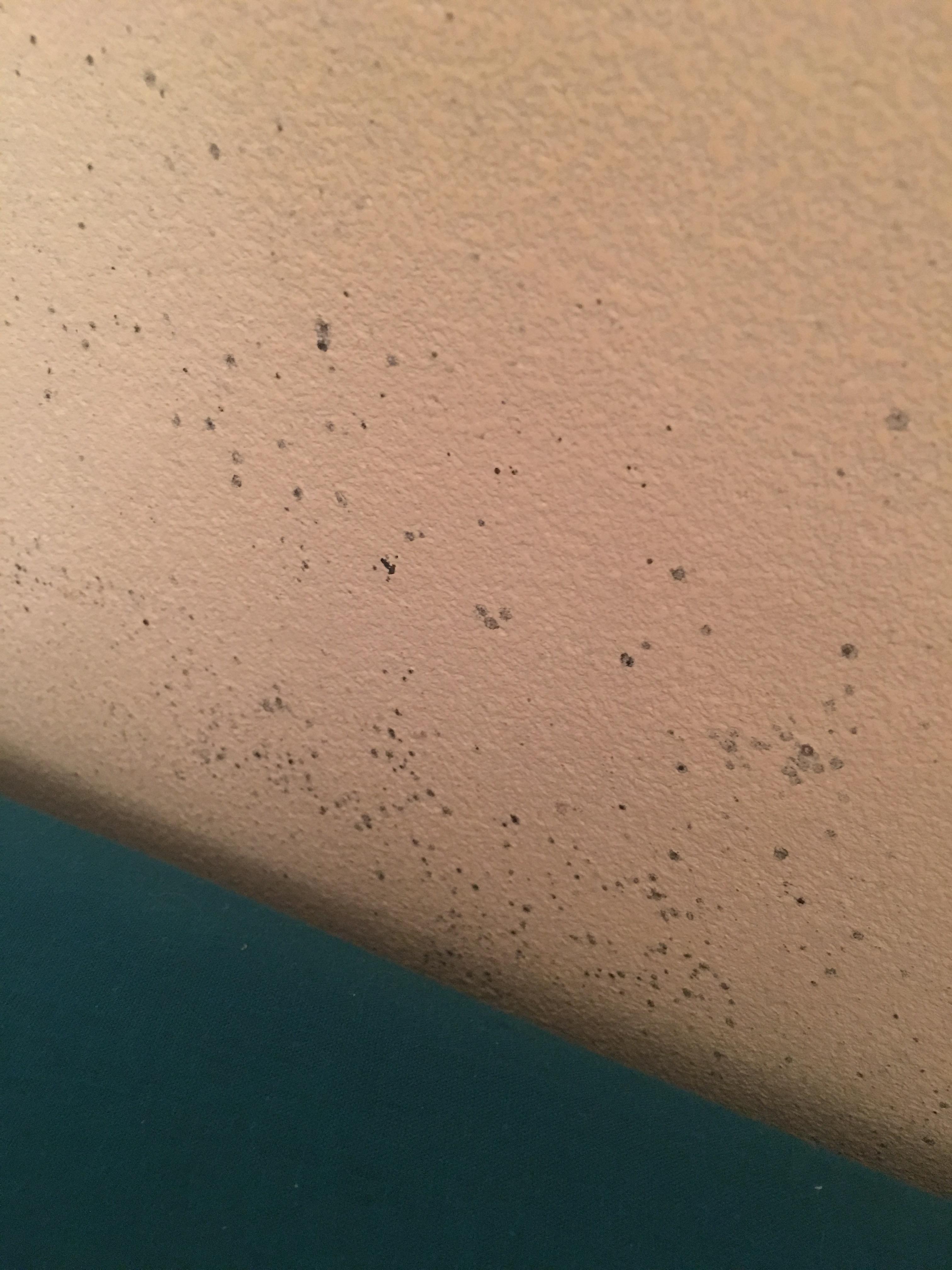 Is this Mold, and does it pose any health risks? Behind the pillows